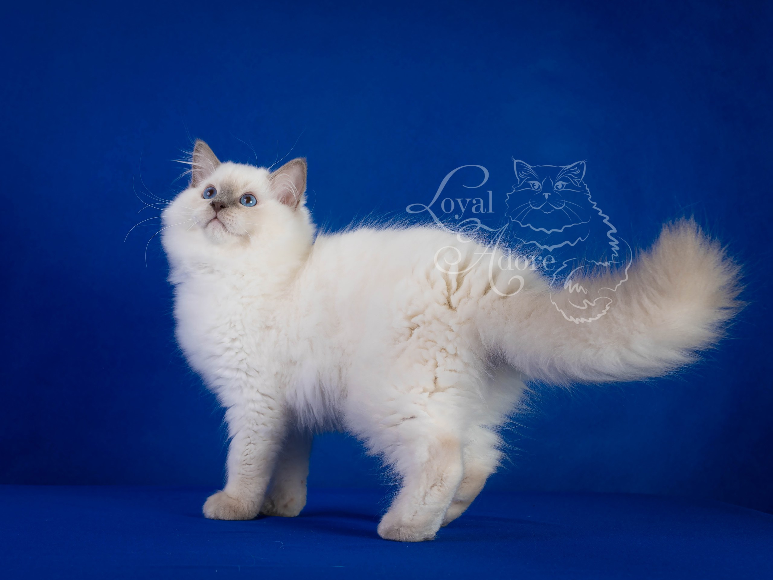 Коты производители Loyal Adore. Питомник рэгдолл Loyal Adore