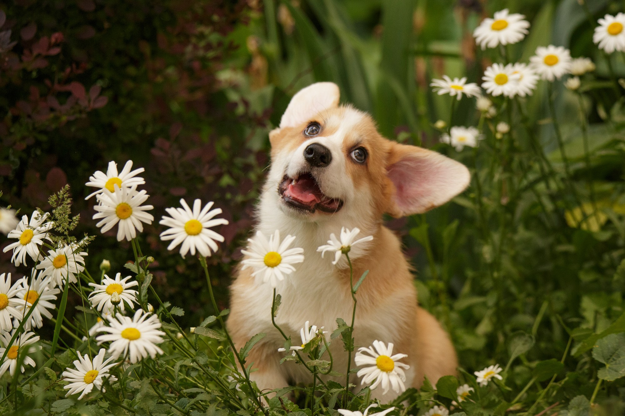 Фотосъёмки щенков. Фотограф-анималист Natalia Deingel | Фотосъемка собак в Москве