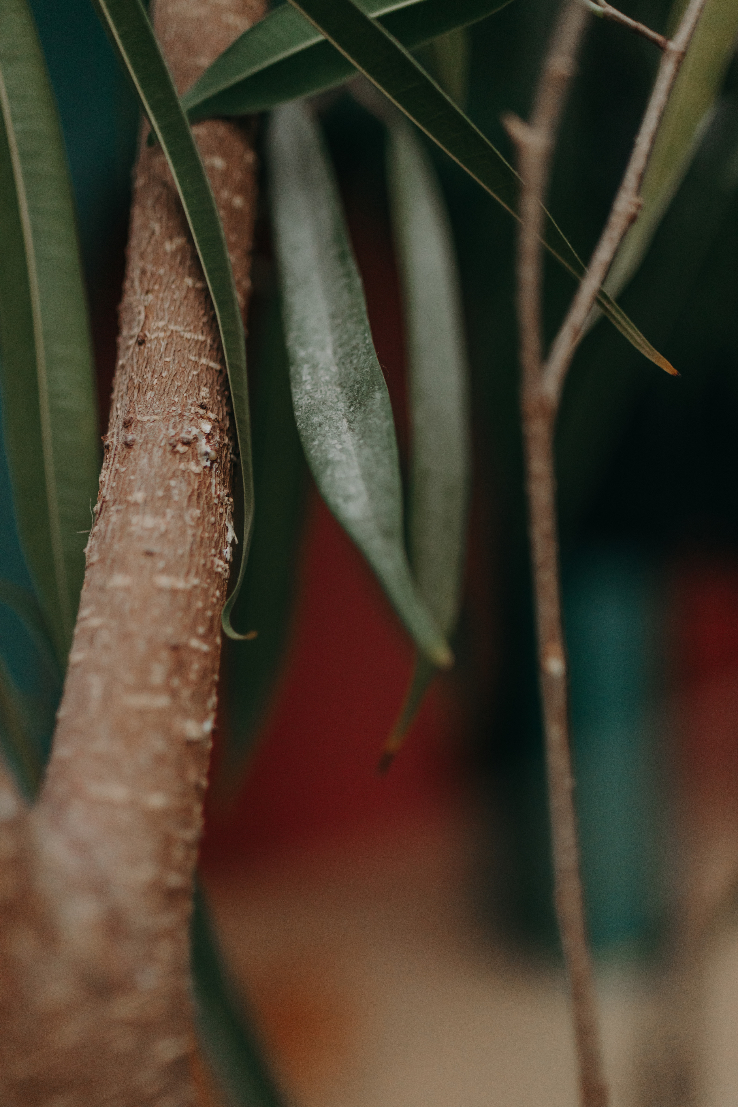 Алеся. Анна Ларина — Lifestyle фотограф в Москве