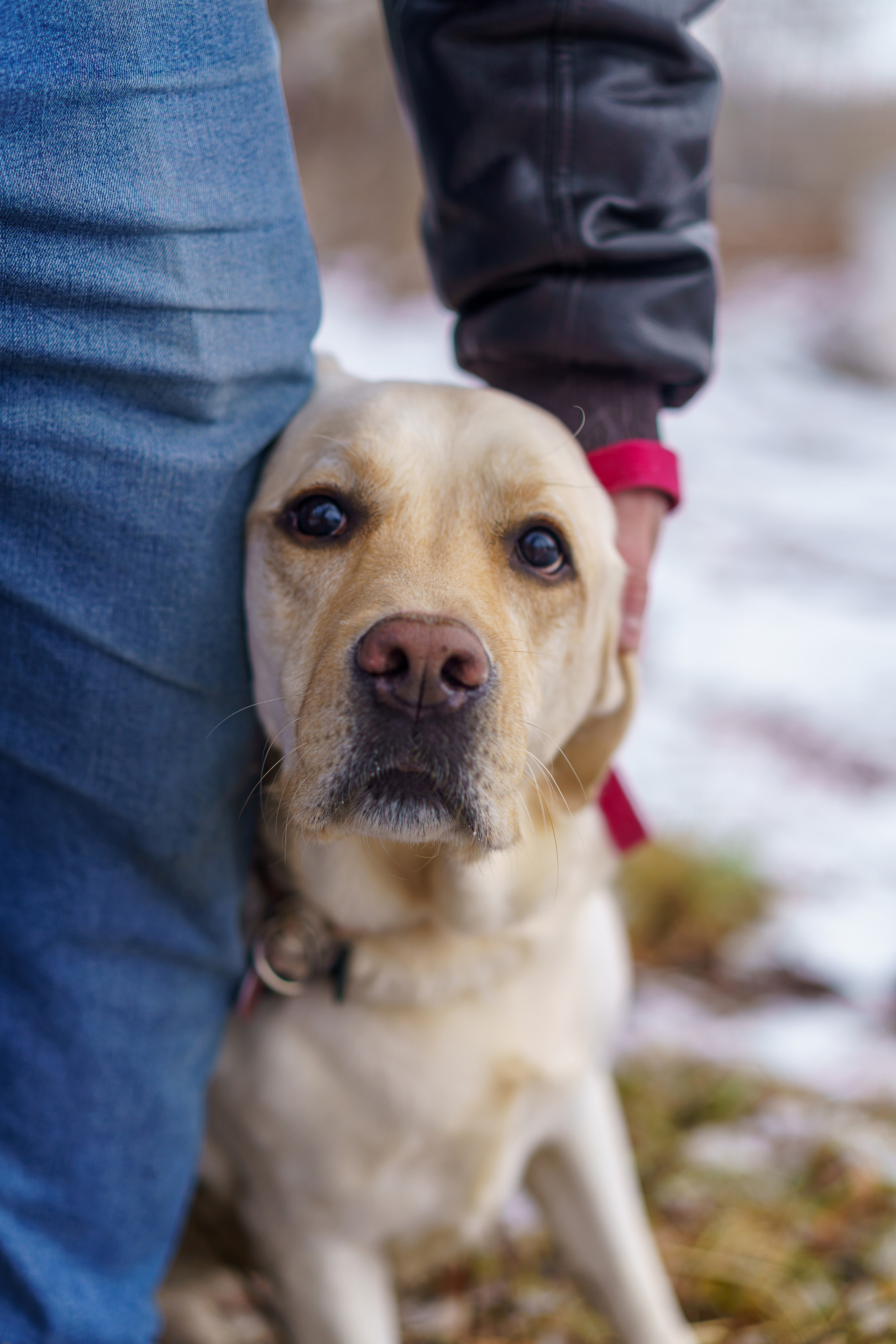 Юрий и собака-поводырь Ямал. Фотограф Челябинск · Ольга Серебрякова