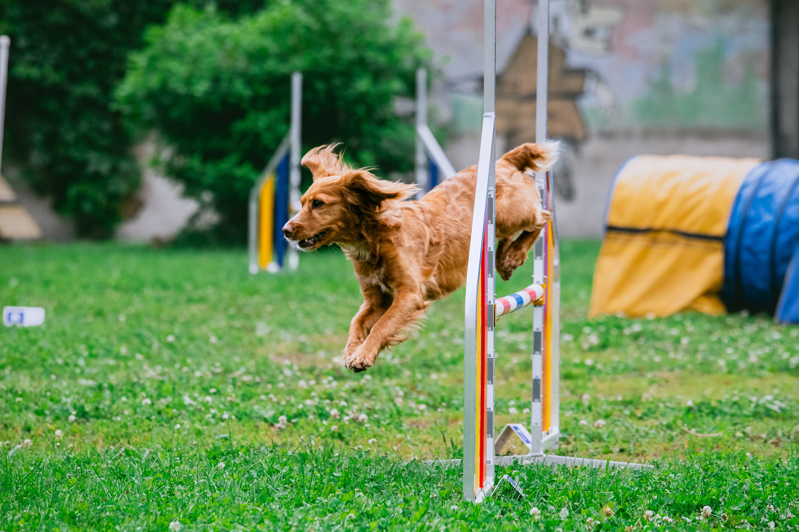Соревнования по аджилити Долгопрудный 30.06.2025. Фотограф-анималист Татьяна Степанова