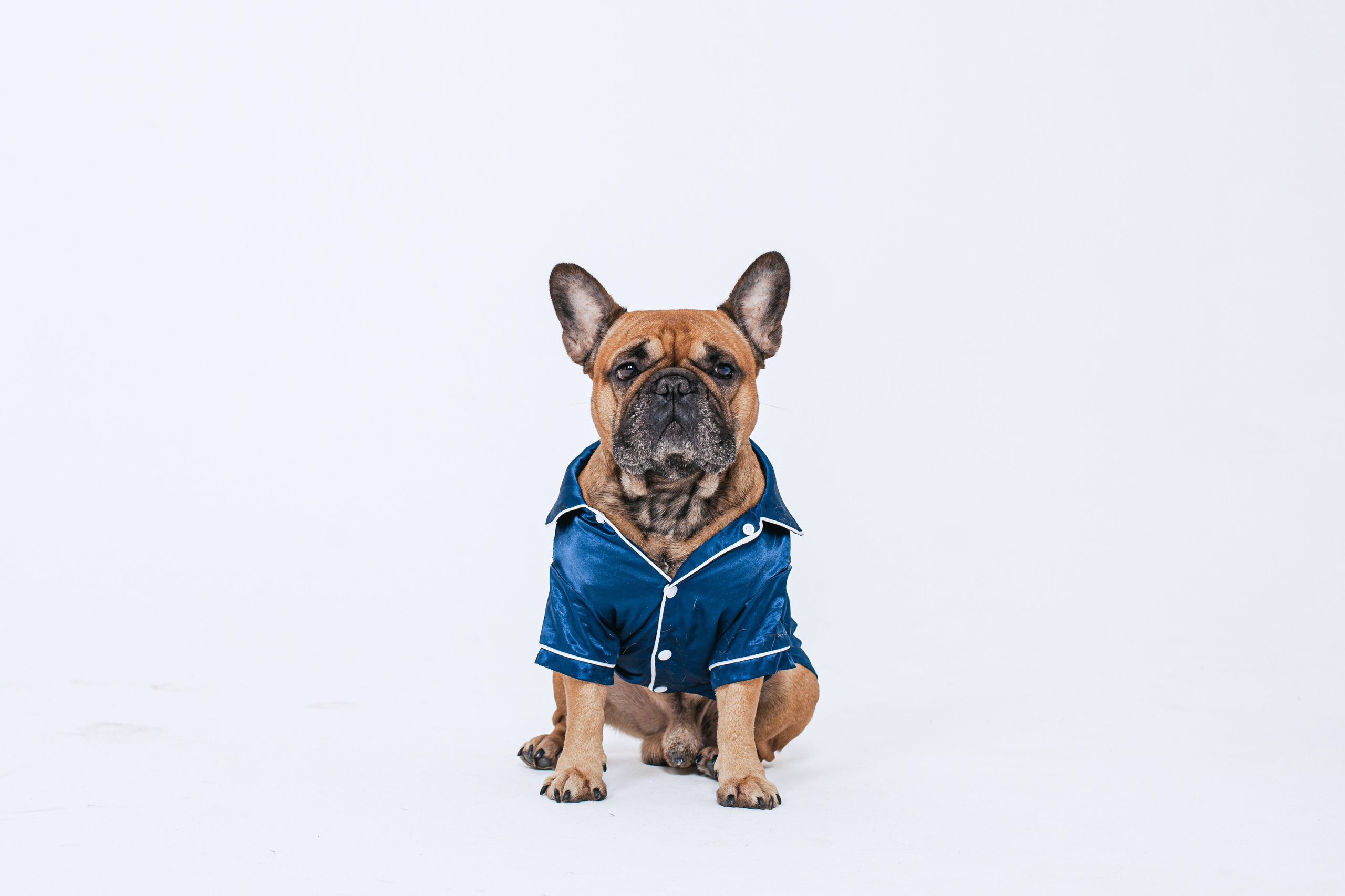 Пижамная вечеринка французских бульдогов и их хозяев. Фотограф-анималист Татьяна Степанова