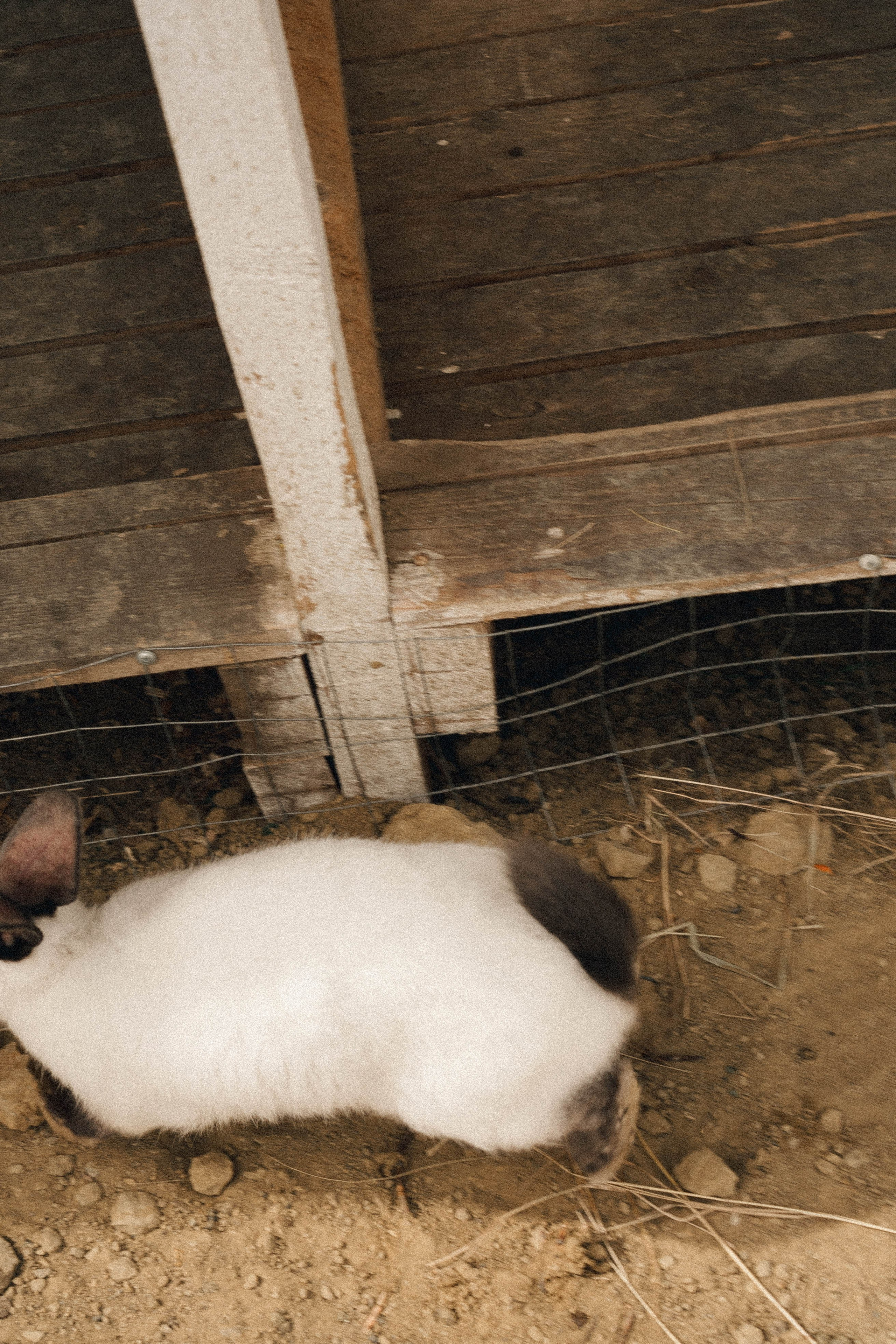 Ферма Альпак. Профессиональный фотограф, Санкт-Петербург — Виктория Богомолова