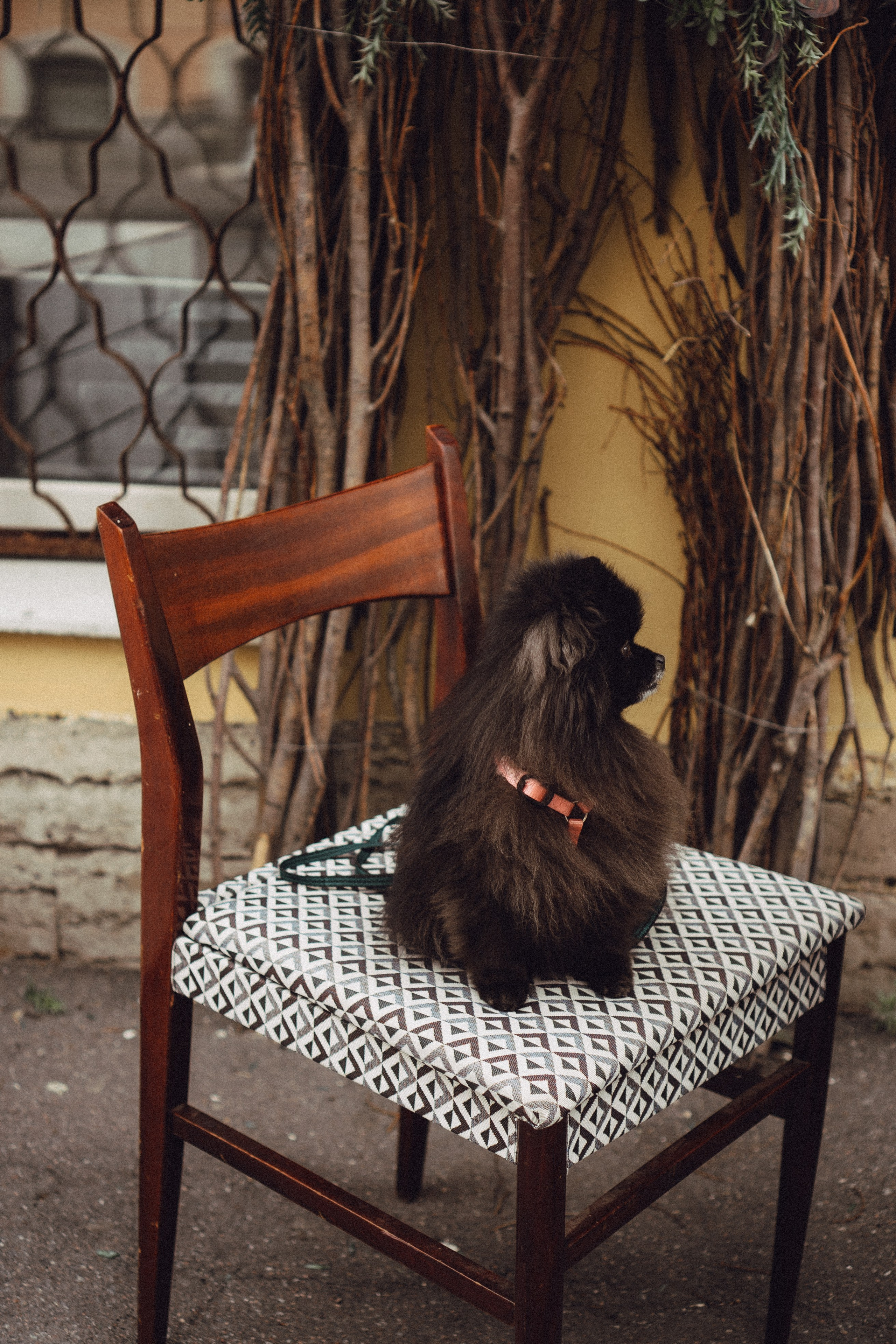 Беременность (только часть фото по желанию клиентов могу показать)). Профессиональный фотограф, Санкт-Петербург — Виктория Богомолова