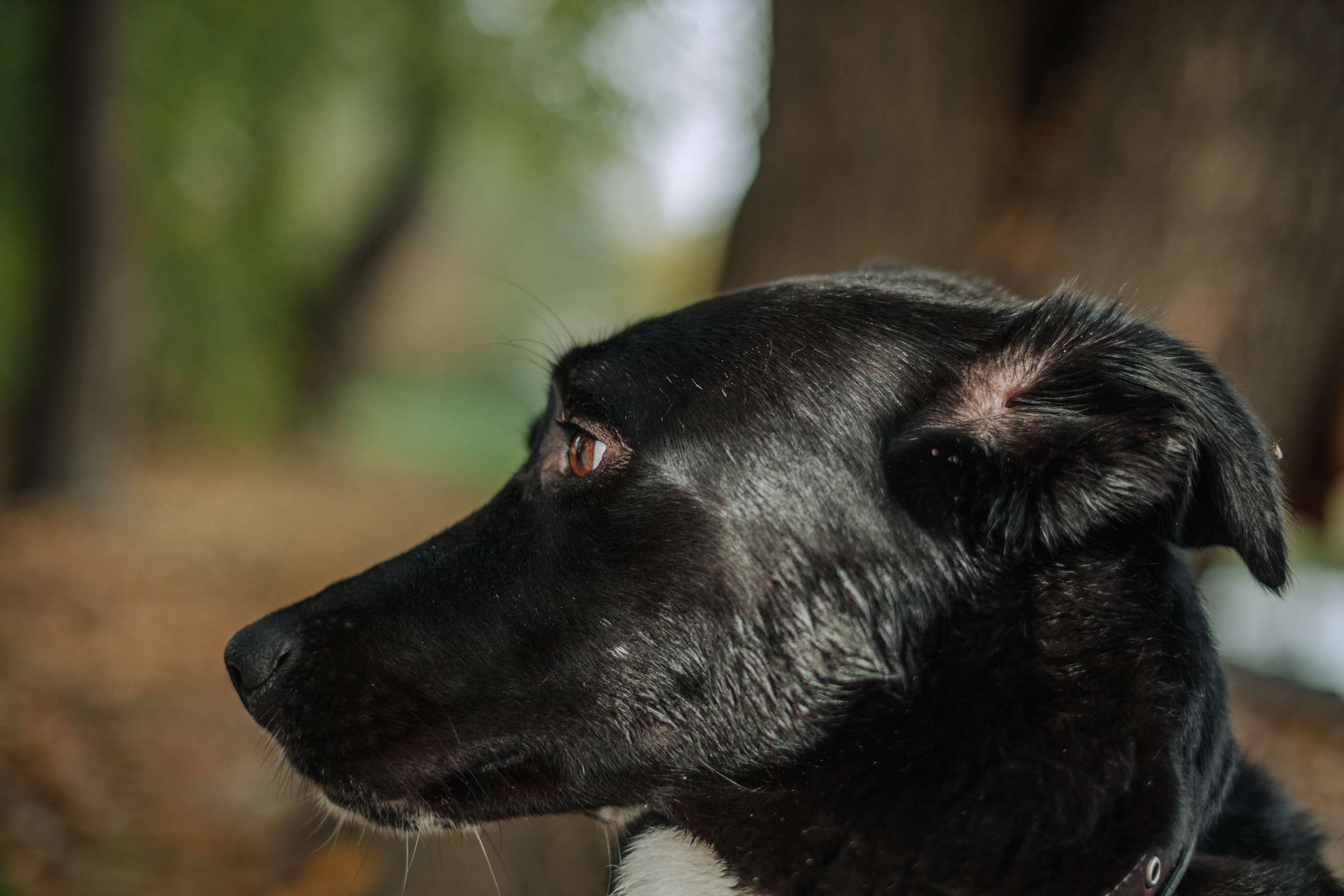 Юля и Фортуна. Фотограф-анималист Татьяна Степанова