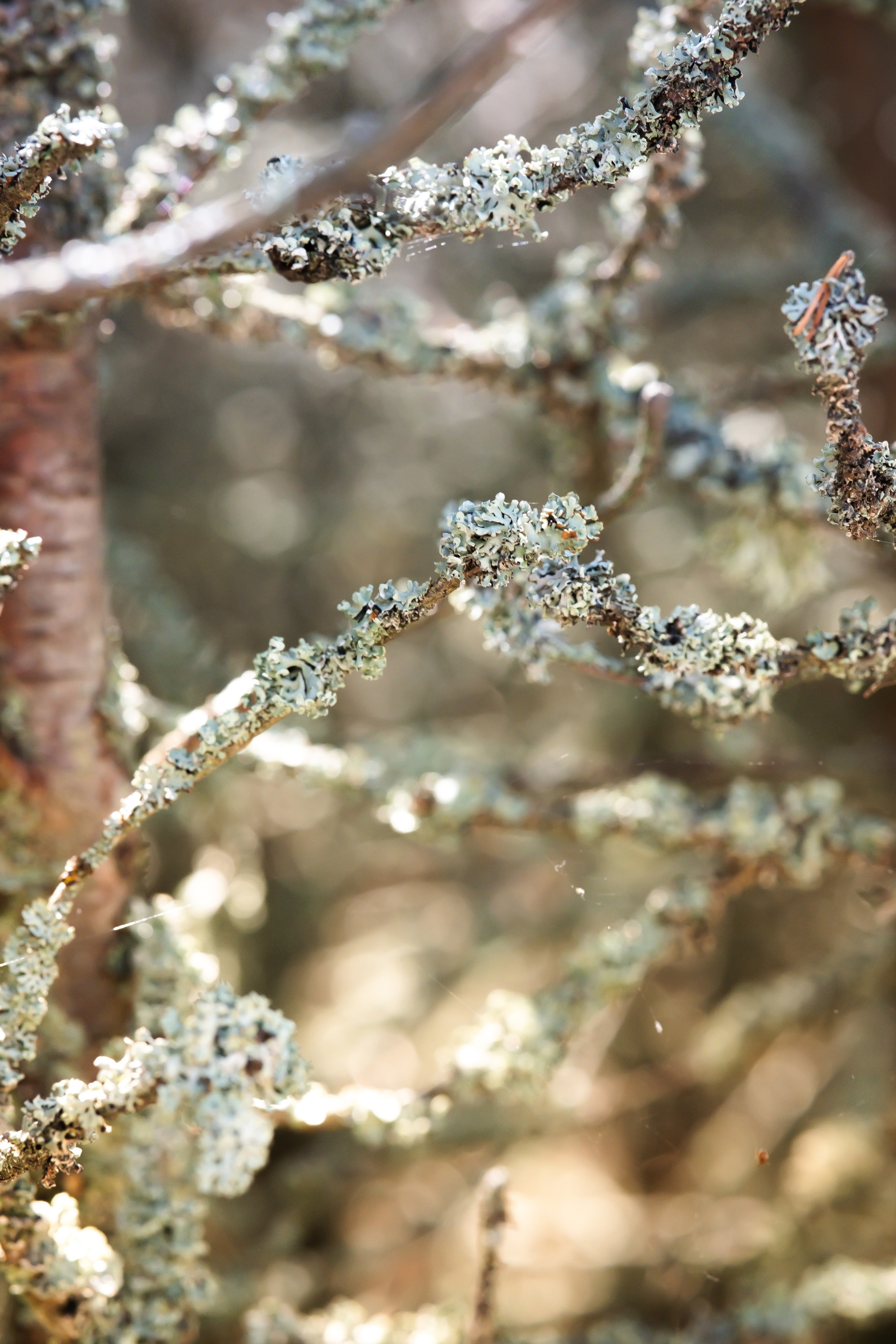 Чем дальше в лес. KRUTOVA_фотографирую жизнь