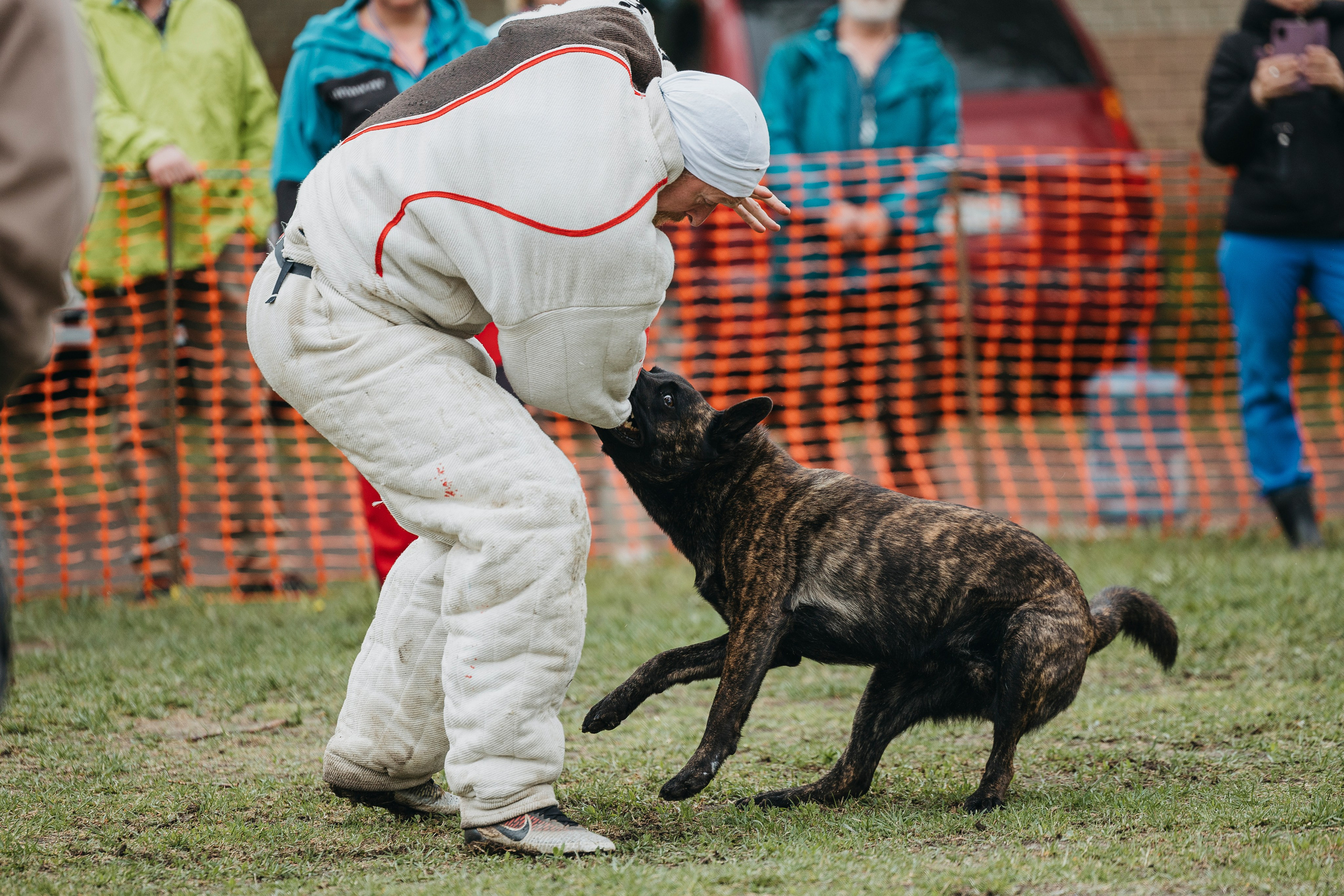 26.05.25 г. Пушкин квалификационные соревнования. Фотограф-анималист Анна Маринич