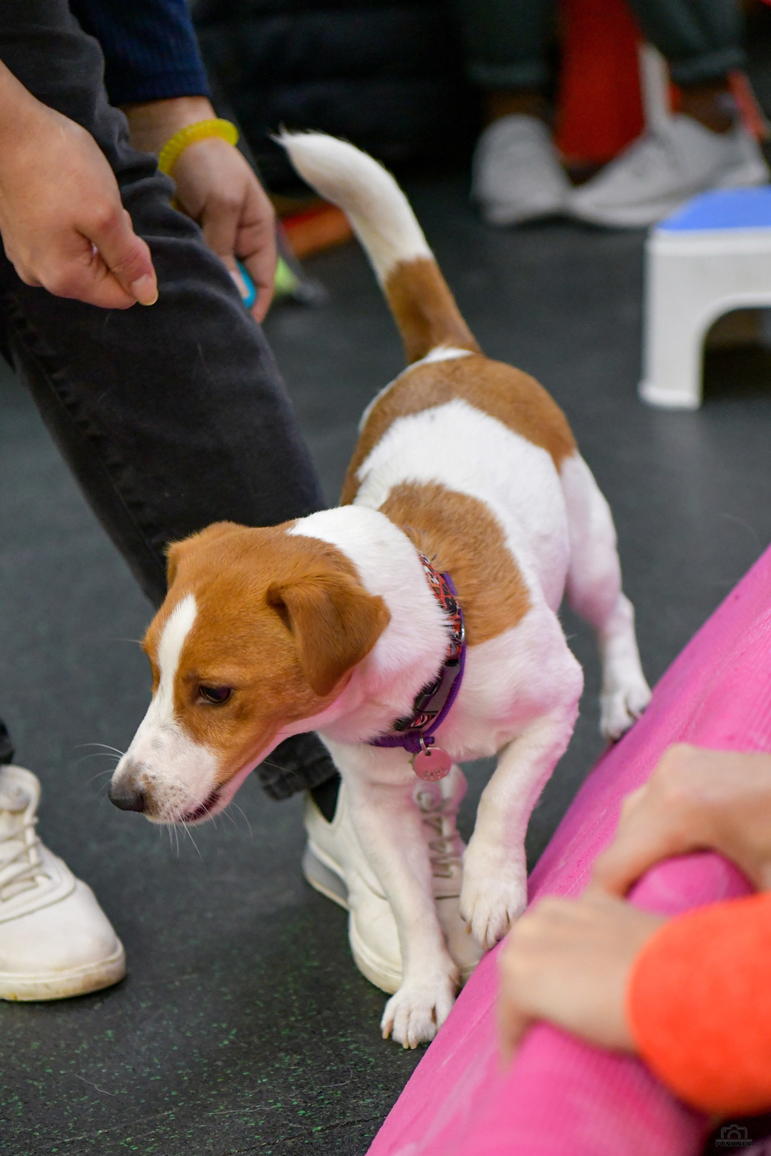 Кинологический клуб «Бодрый хвост». Свой взгляд через объектив