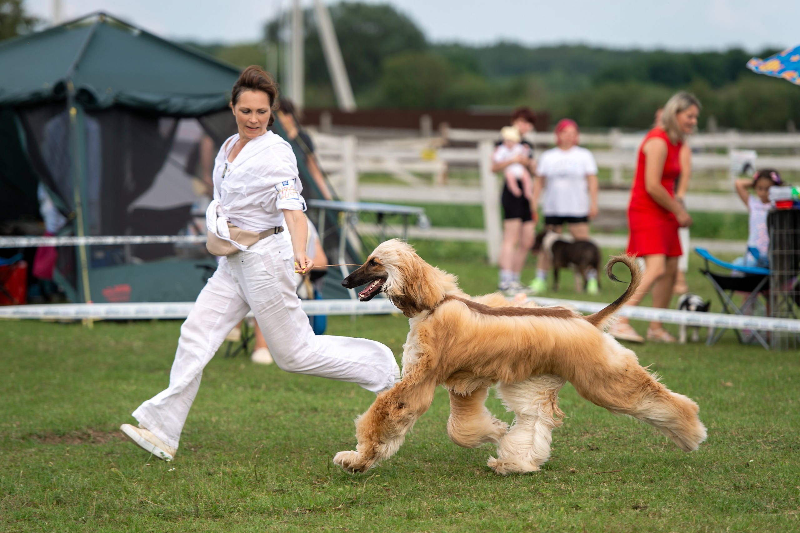 Республиканская выставка собак всех пород. Галерея фотографий афганской борзой