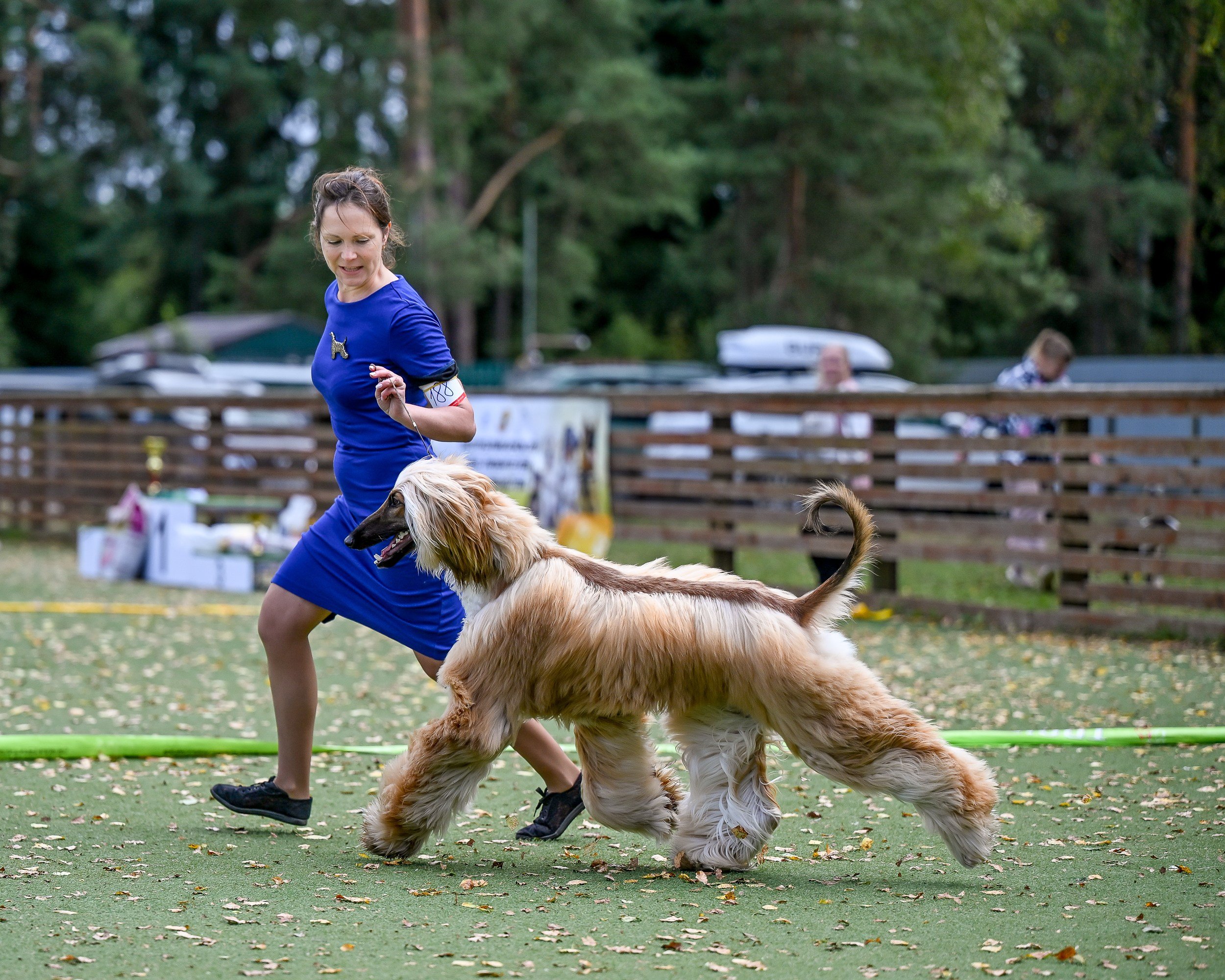 24.08.2025 Региональная выставка КОО и Республиканская выставка РКЛС. Галерея фотографий афганской борзой