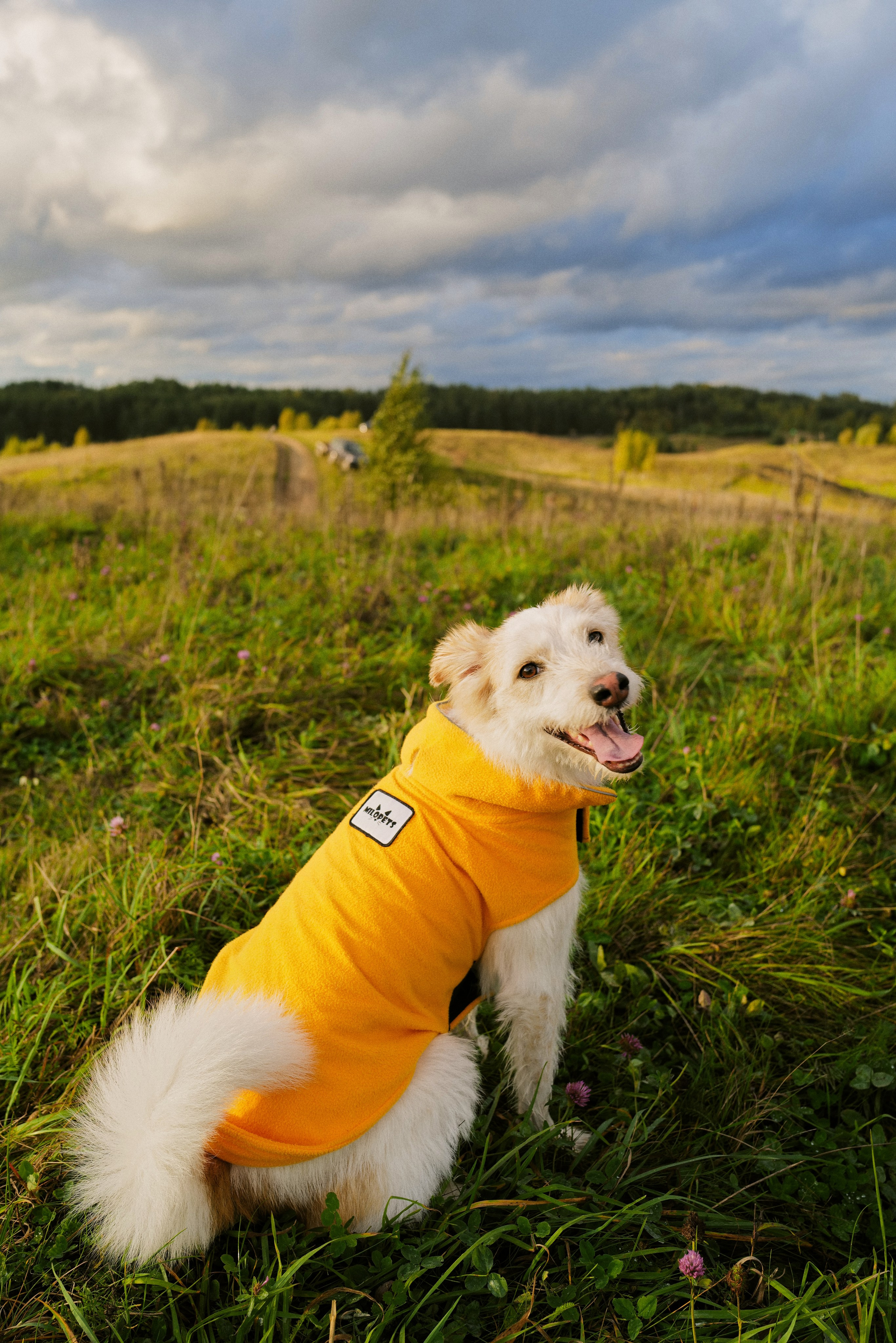 Трое, считая собаку. Wed Photographers 📷 Saint Petersburg