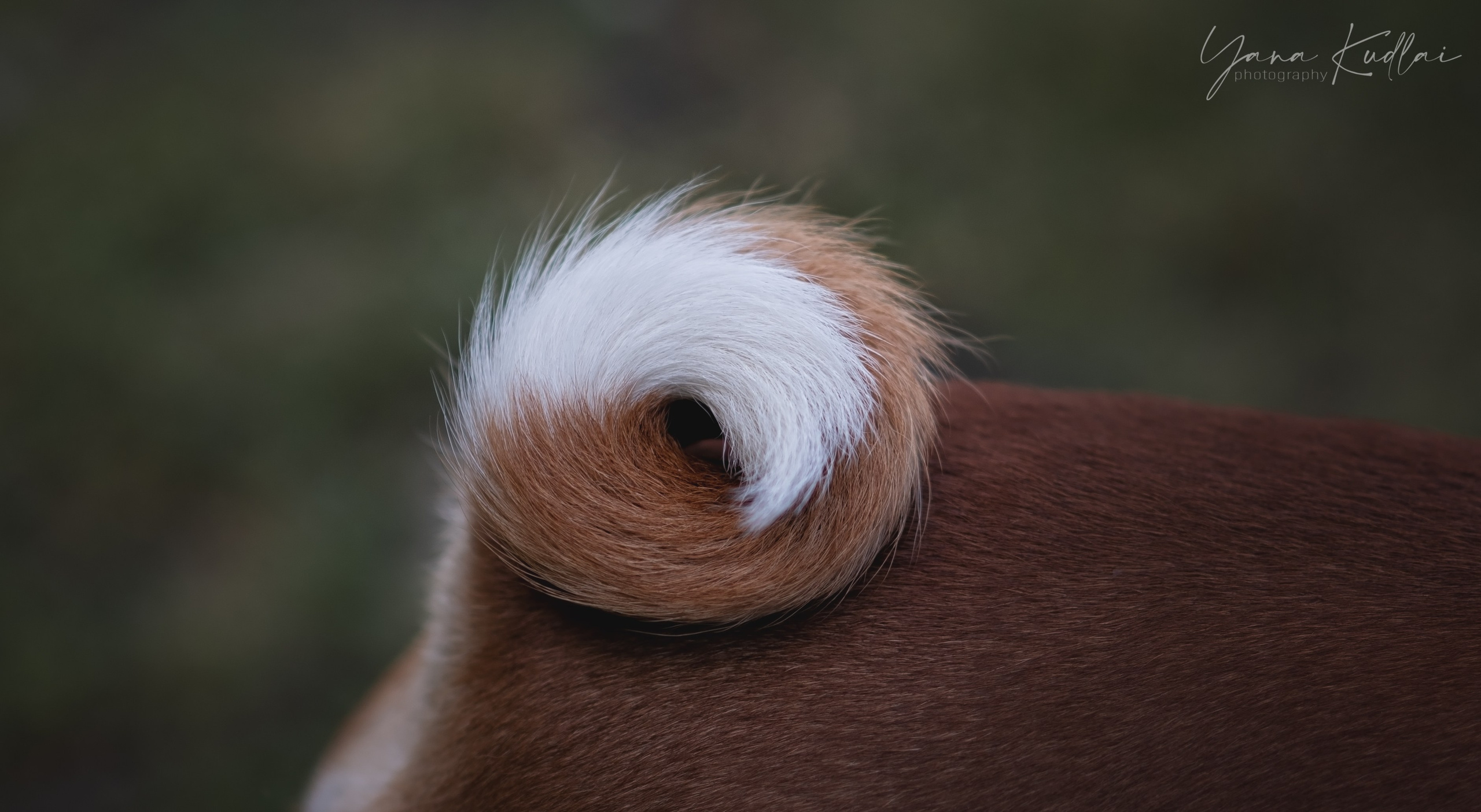 Два неугомонных бассенджи — Ива и Икс. Фотограф анималист Ставрополь Яна Кудлай