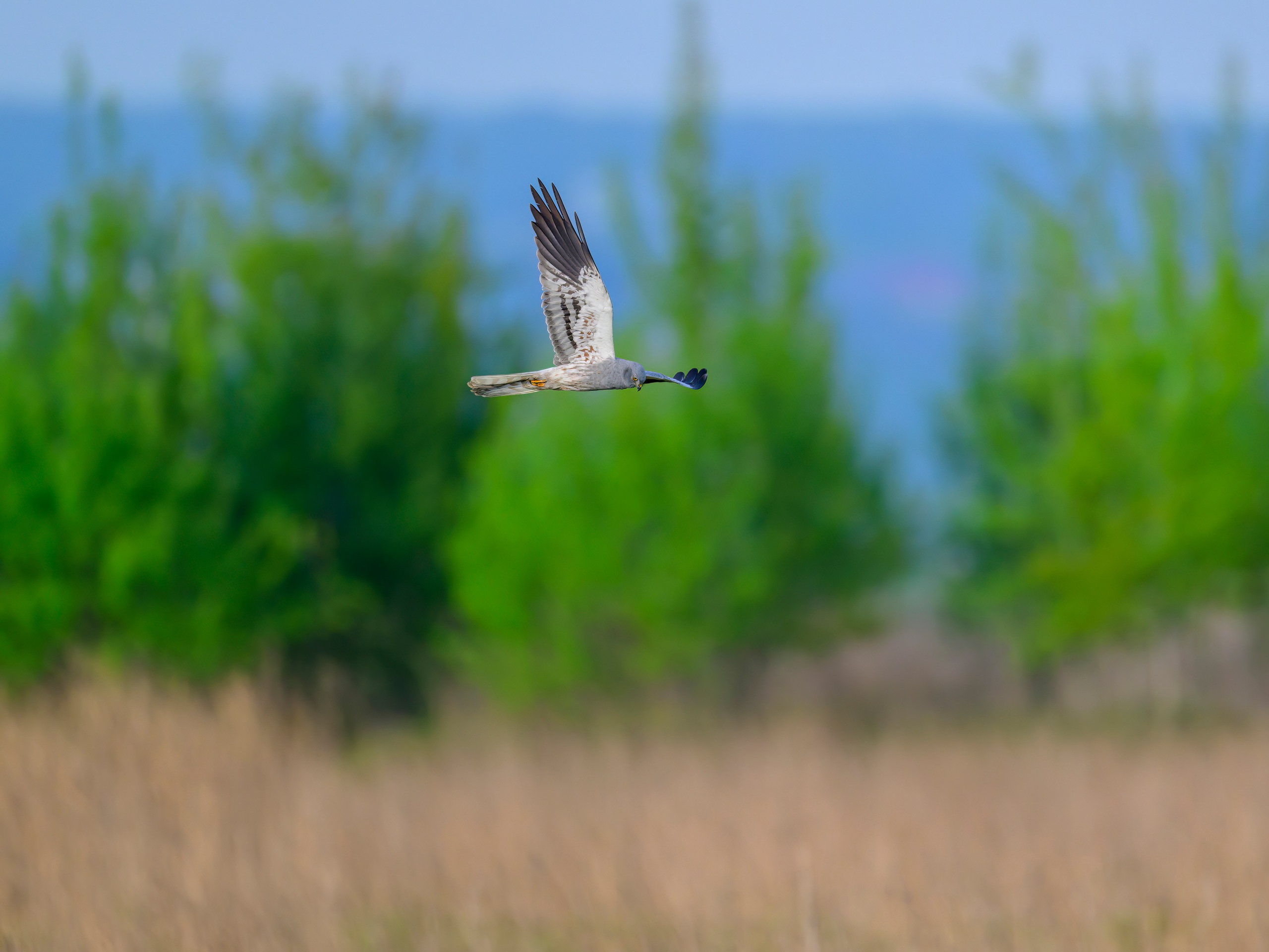 Луговой лунь. Фотограф Сергей Пупонин