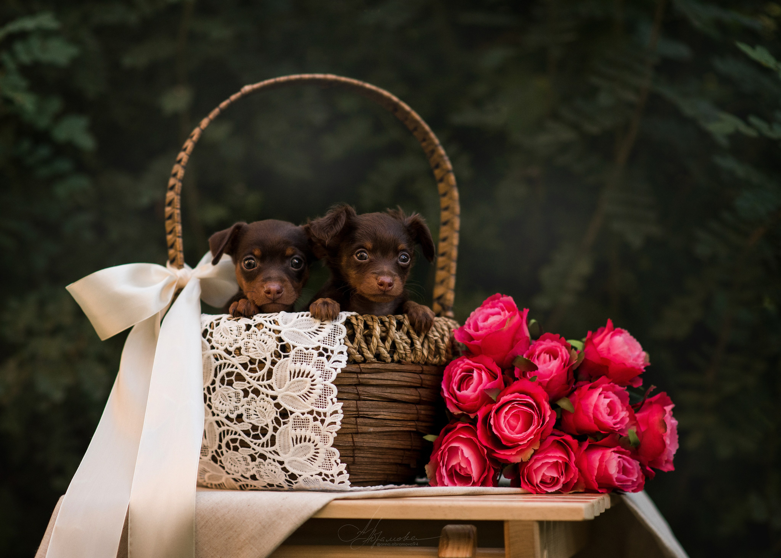 Щенки пражских крысариков — 06.08.2023. Фотограф — Анималист | Анна Абрамова
