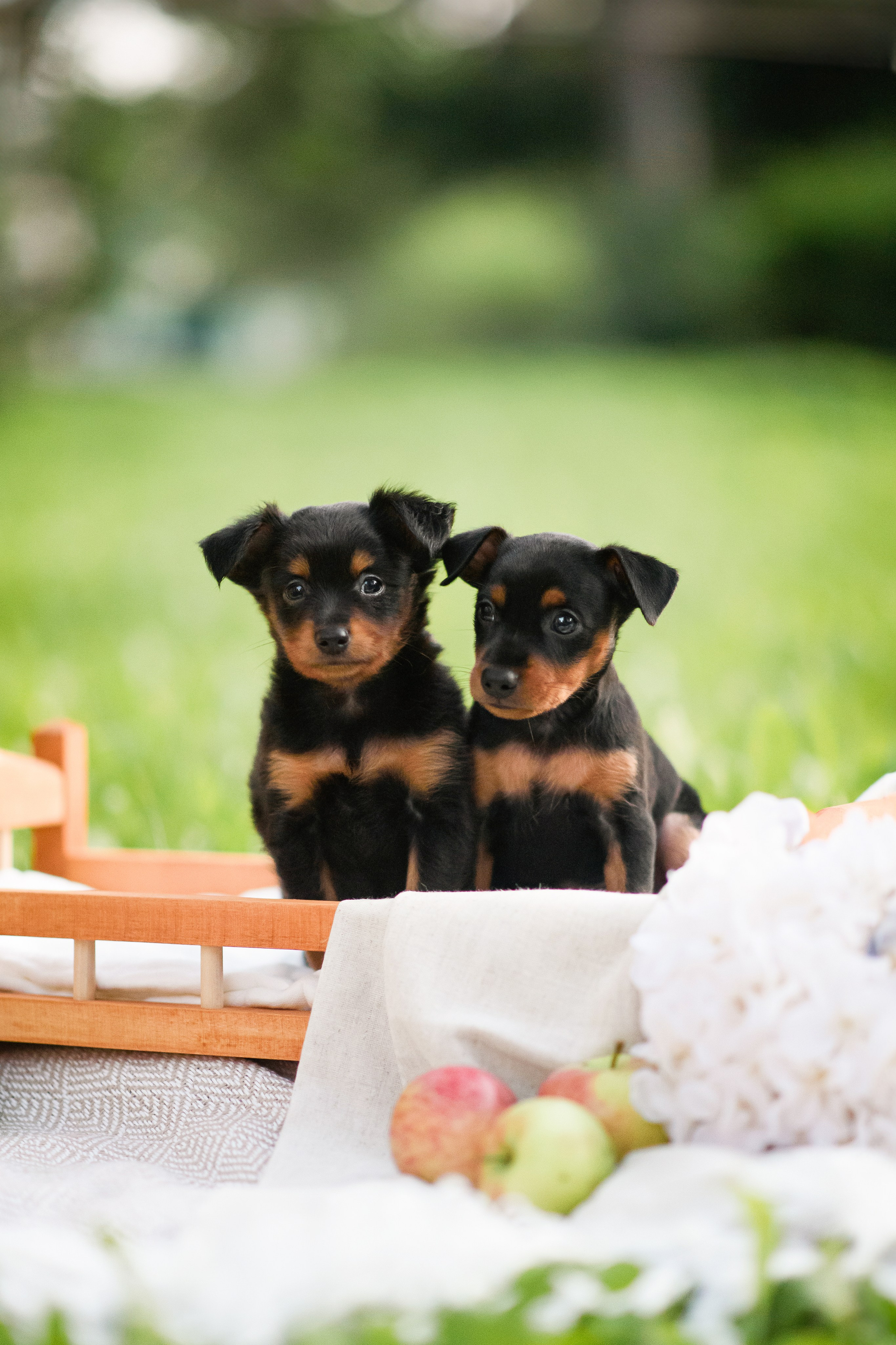Щенки Пражских крысариков — 03.08.2024. Фотограф — Анималист | Анна Абрамова