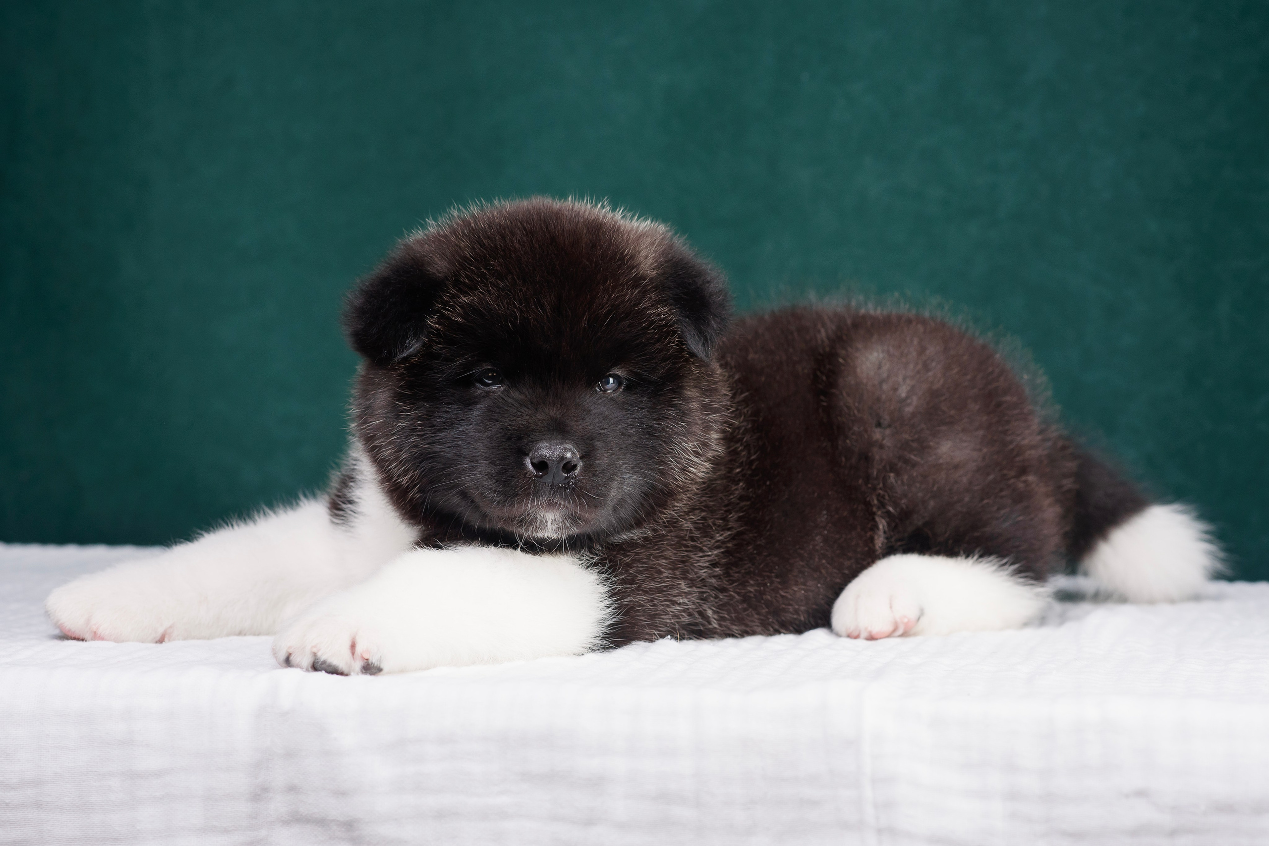 Щенки Американской Акиты. Фотограф — Анималист | Анна Абрамова