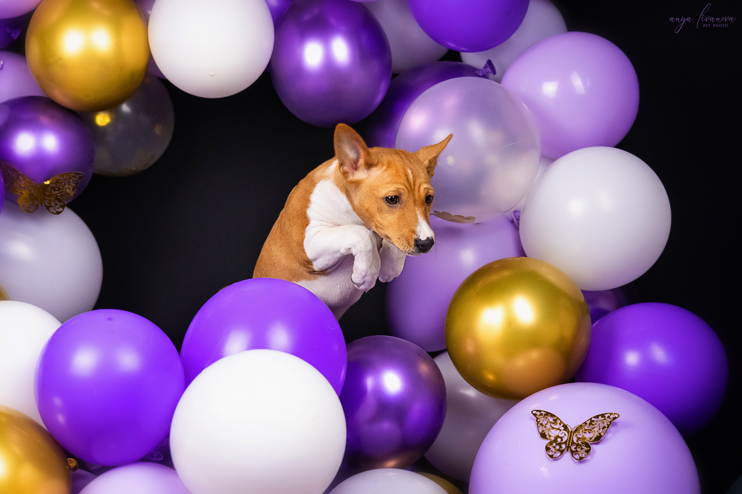 Баси. Фотограф анималист Аня Ливанова | Рыбинск