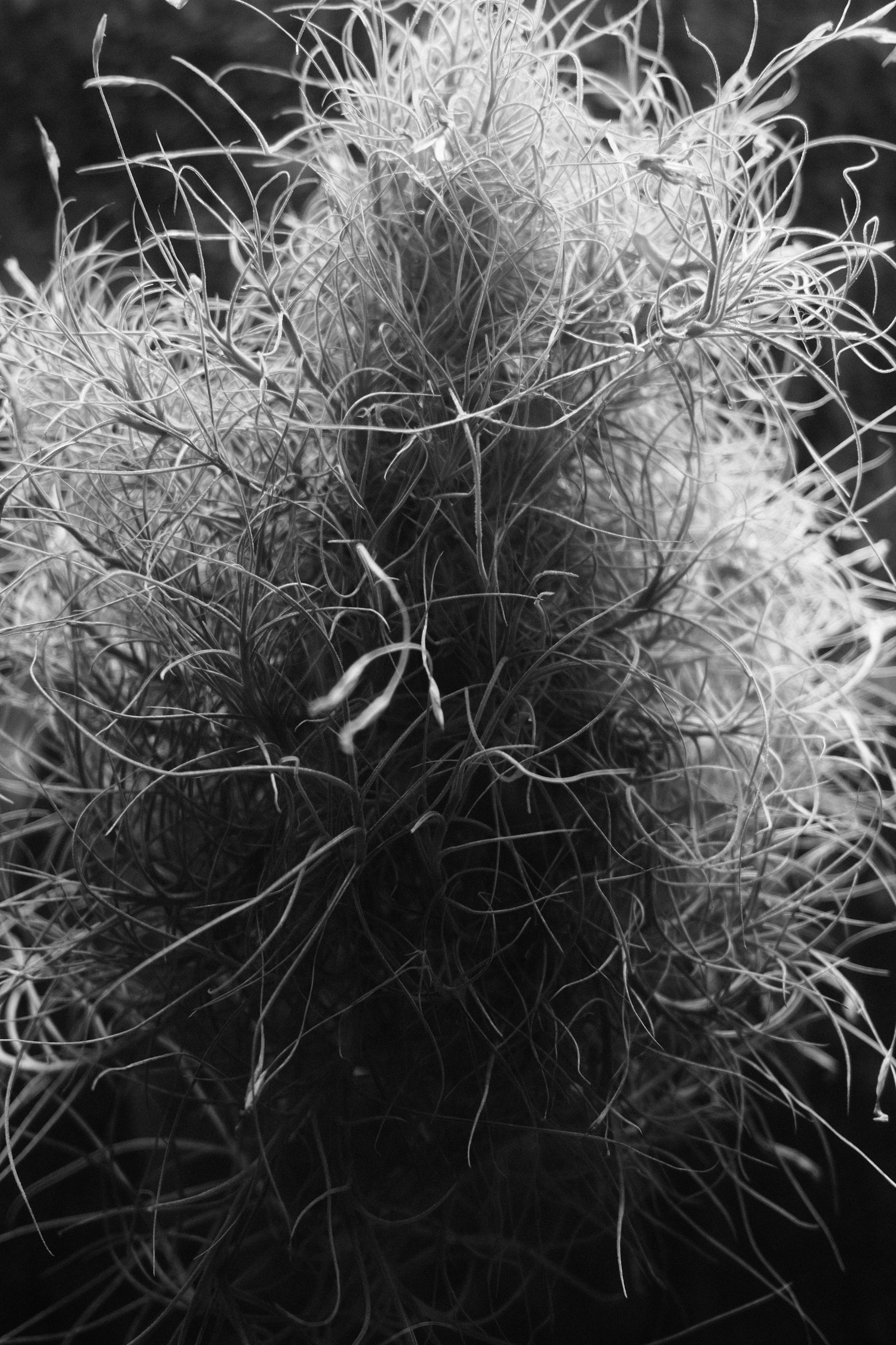 Аптекарский огород. Профессиональный фотограф в Москве Захар Ишутин