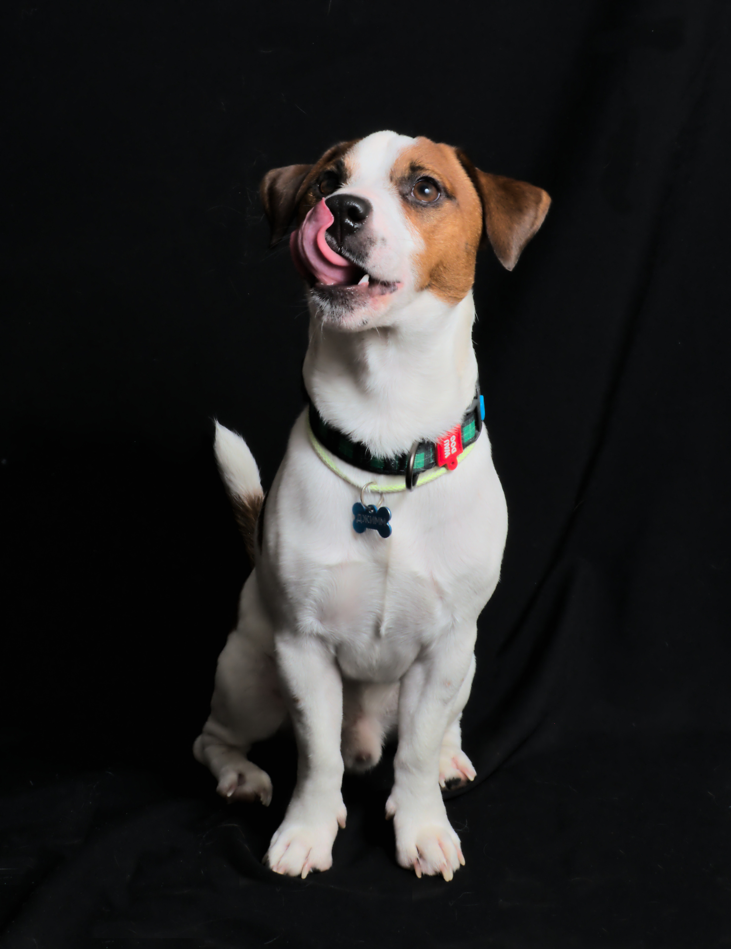 Порода Джек рассел облизывается портрет фото собаки