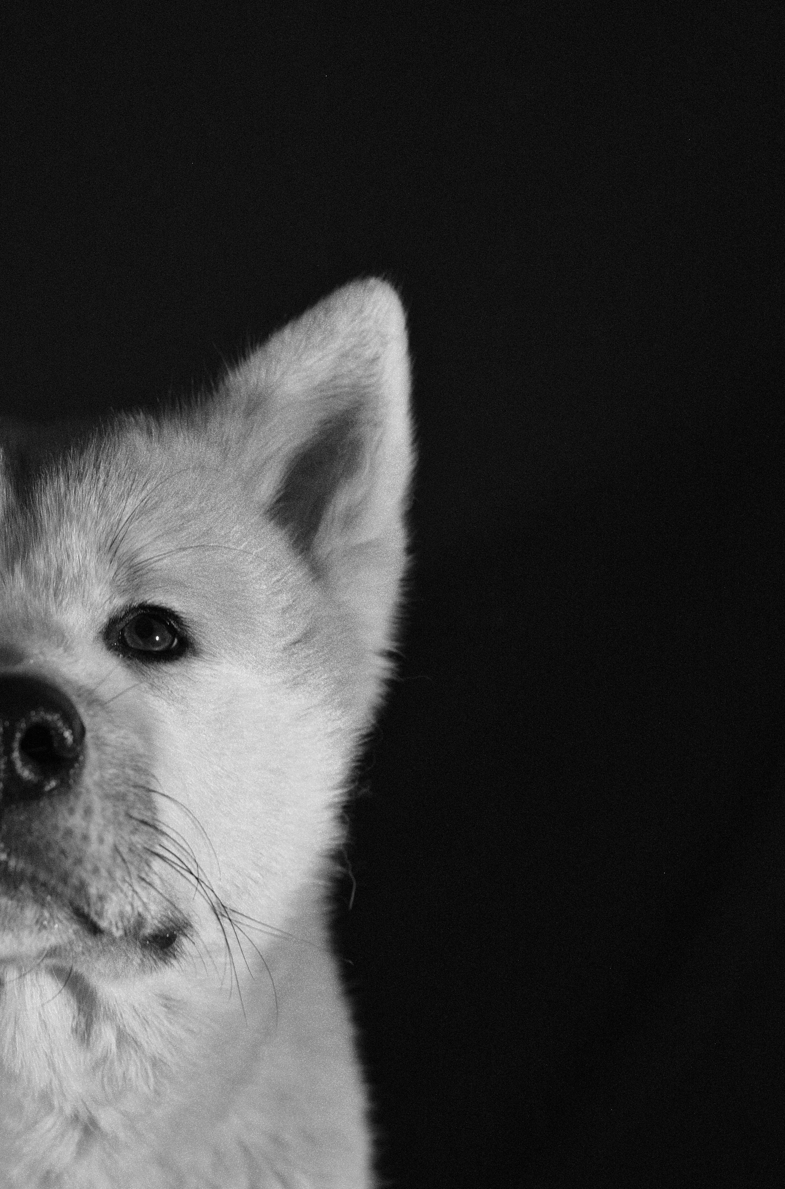 Фото портрет собаки на черном фоне, Акита. Новосибирск.