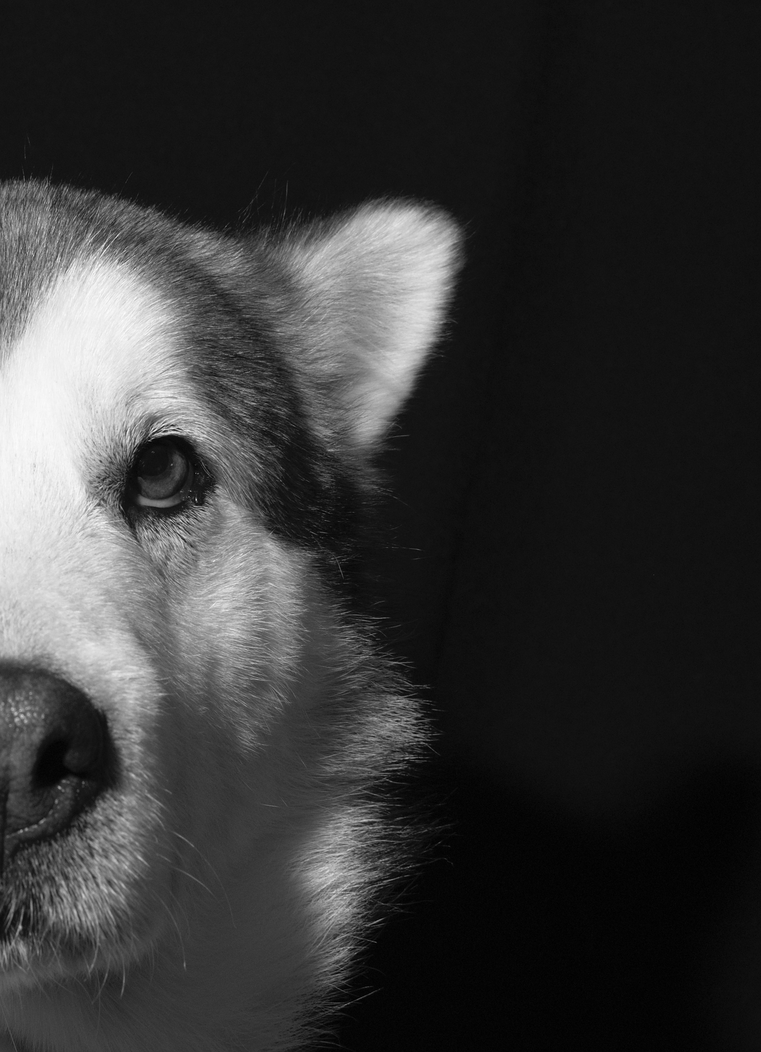 Фото Собака породы Маламут  Портрет на черном фоне