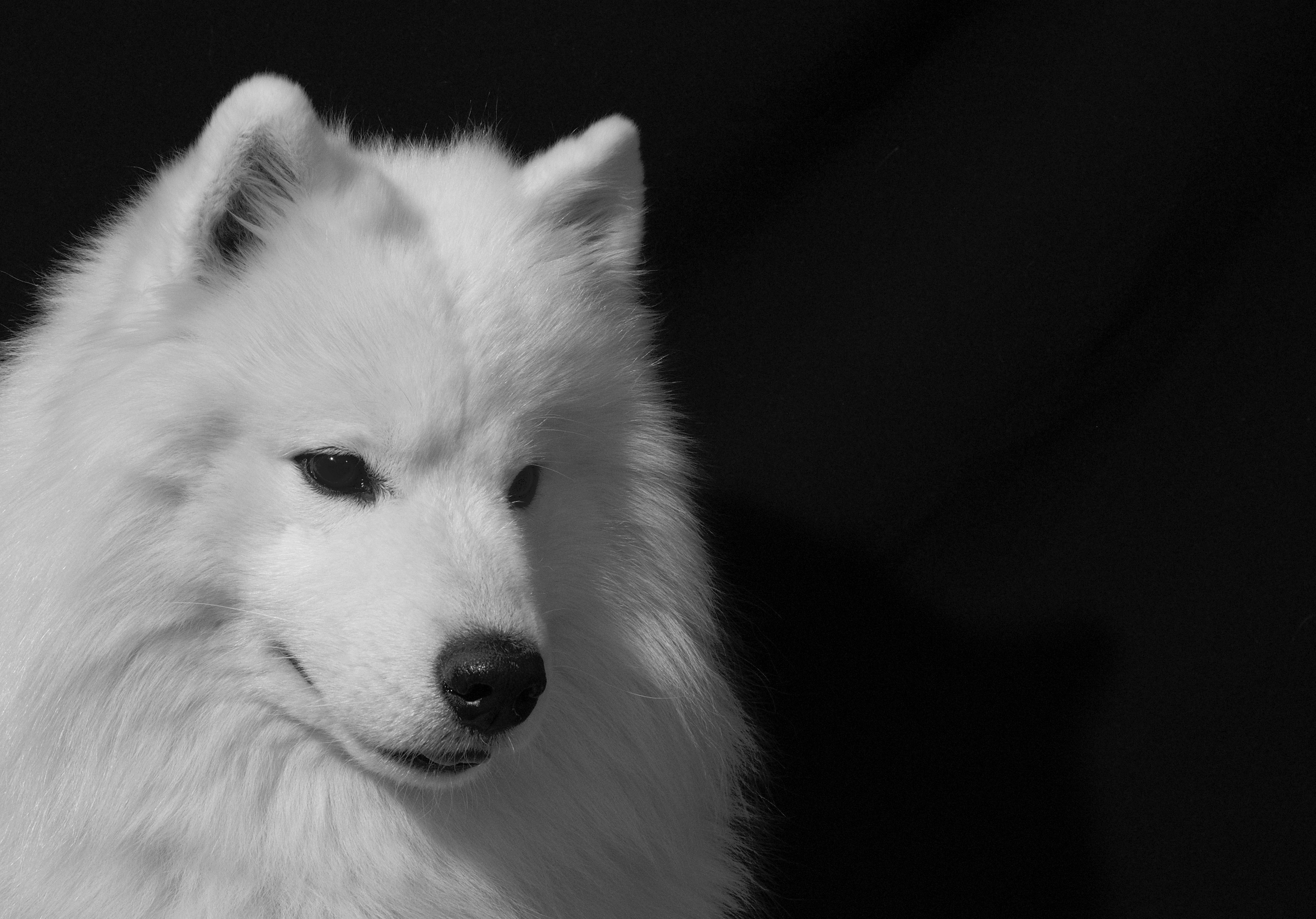 Собака породы самоед. Портрет на черном фоне Фото собаки