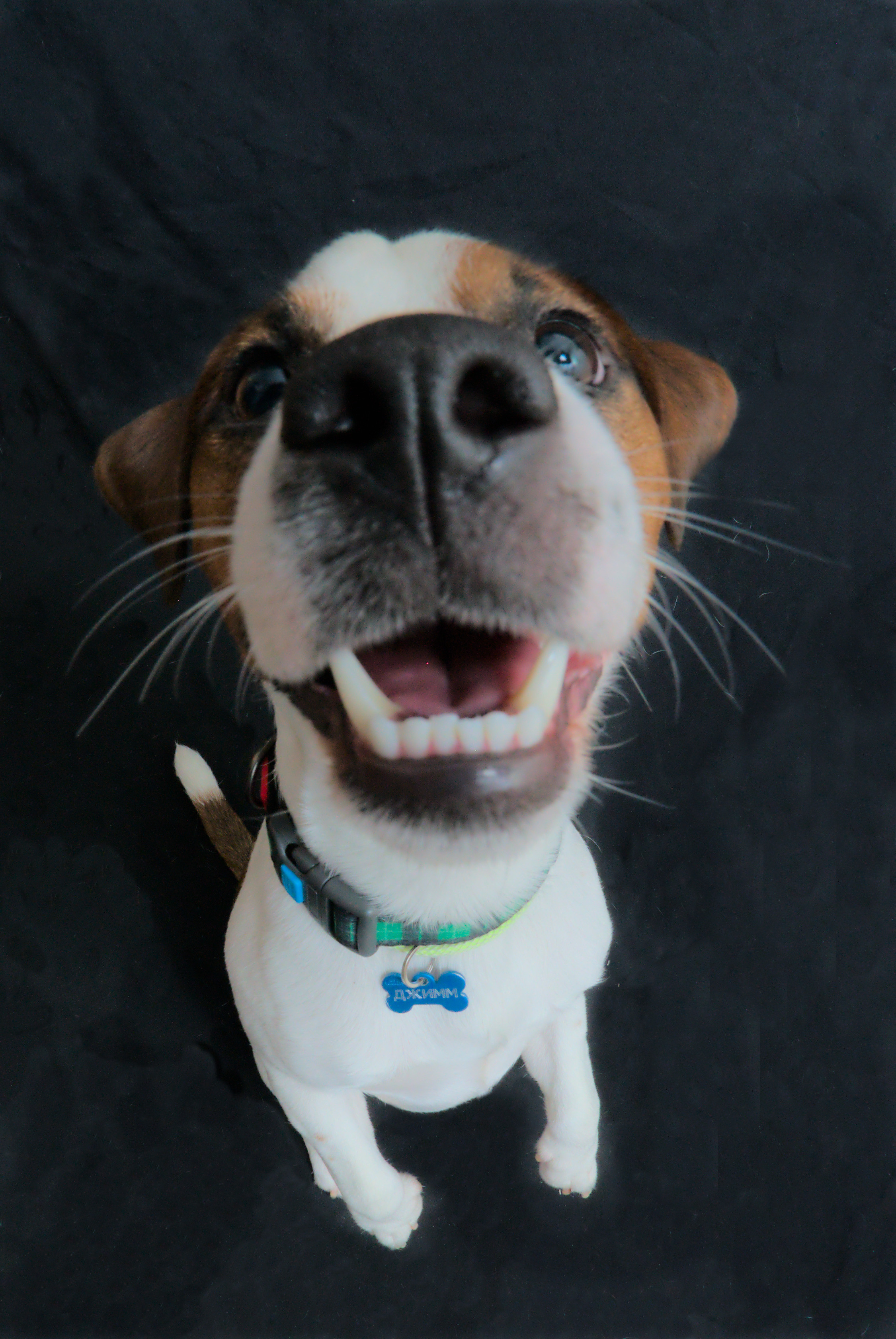 Порода Джек-рассел-терьер