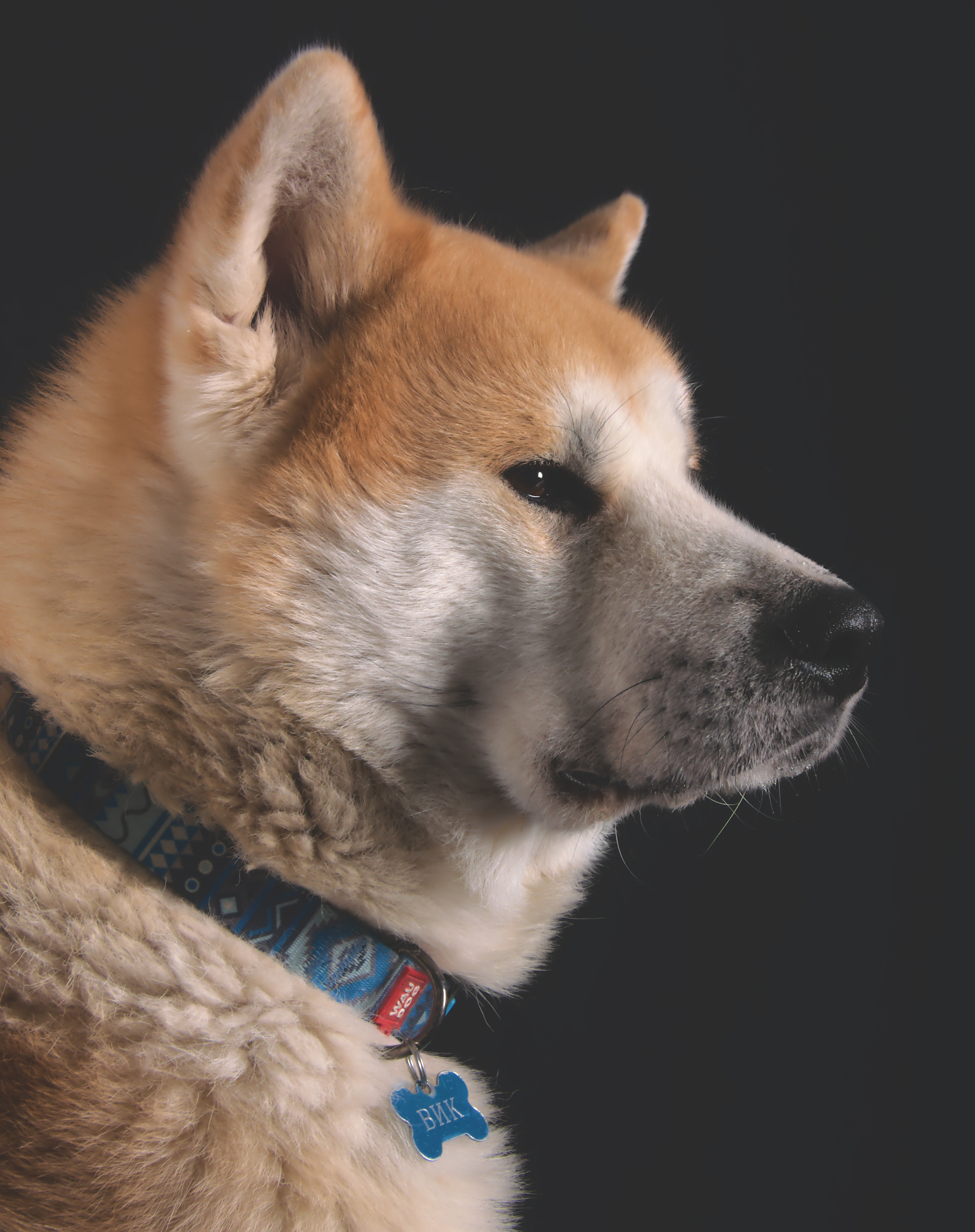 Фотограф анималист, пейзажист, спортивные мероприятия. Новосибирск