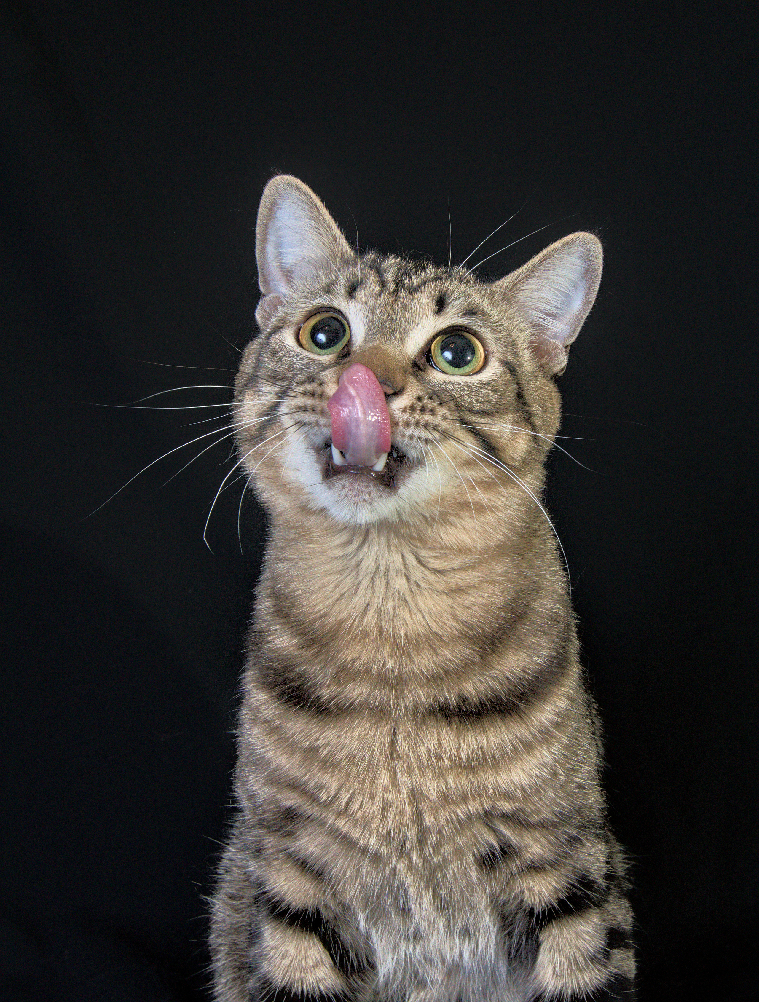 Домашний полосвтый  кот   Портрет на черном фоне