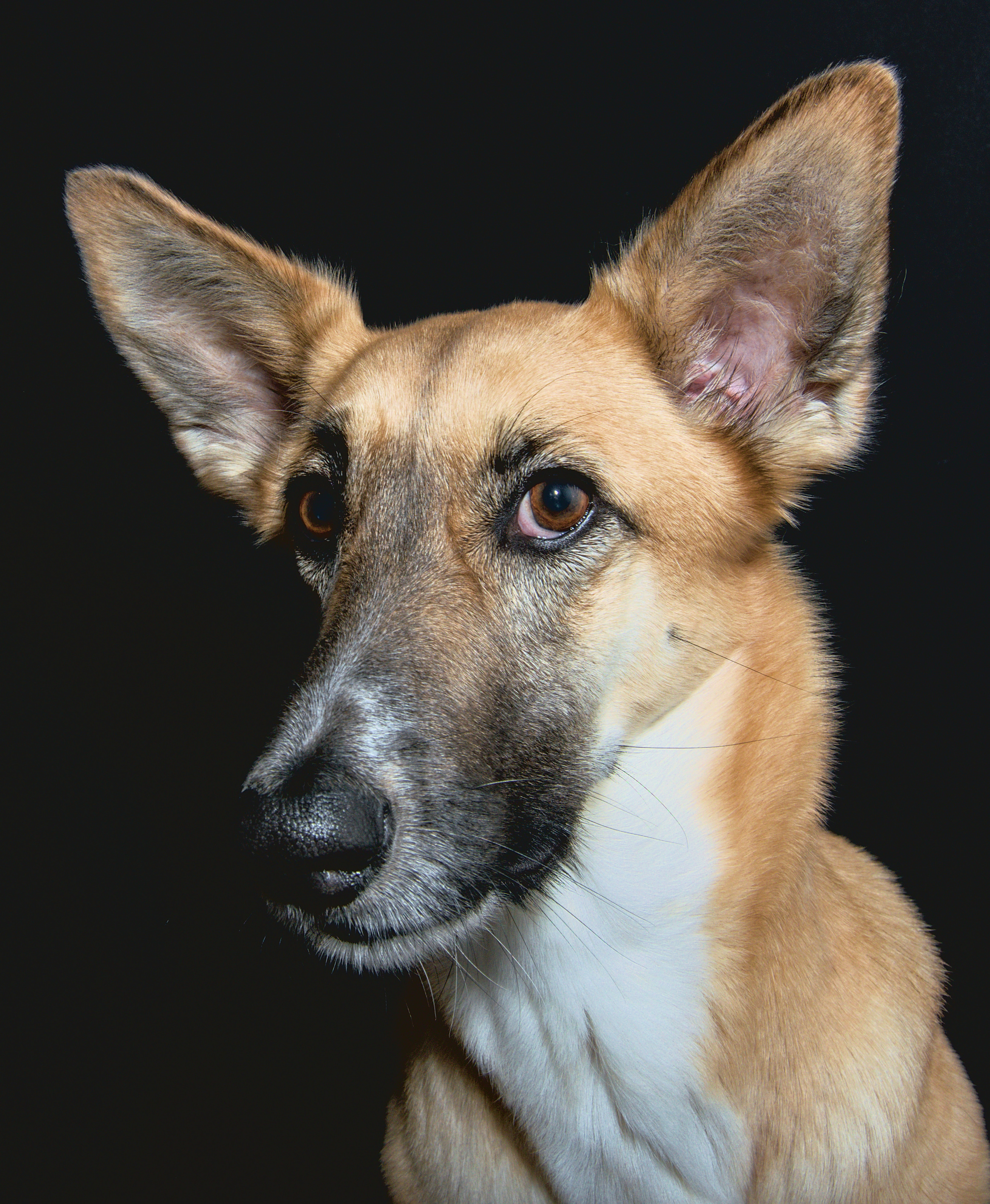 Фото Собака породы дворняга. Портрет на черном фоне