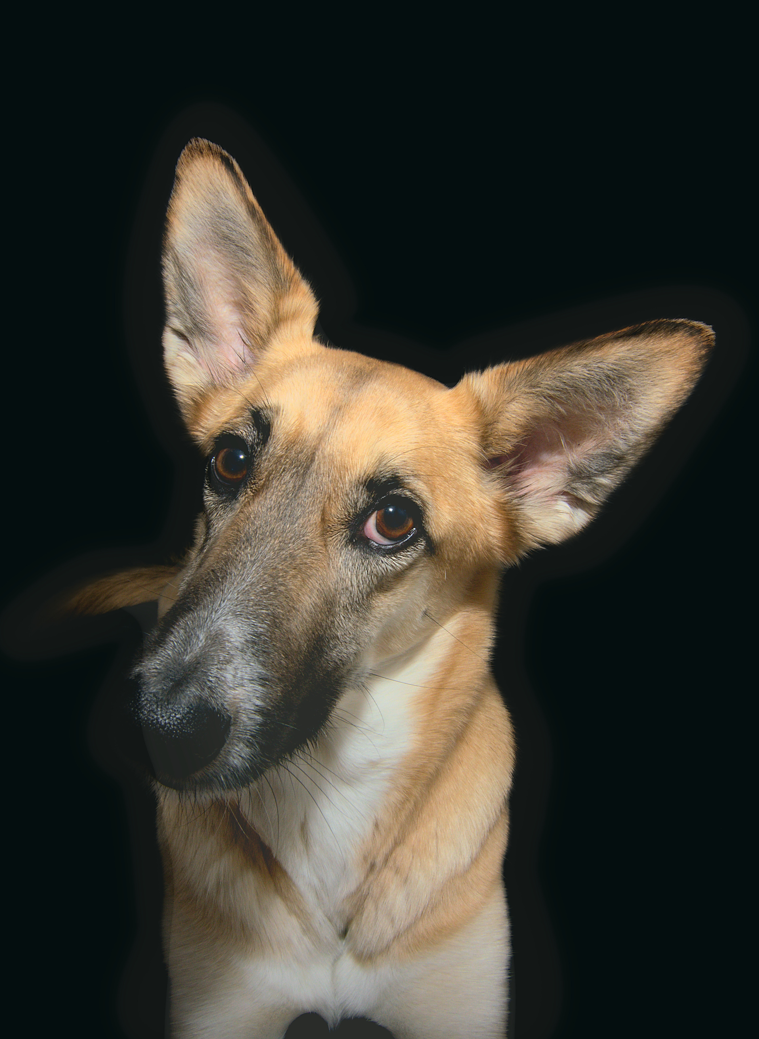 Собака породы дворняга. Портрет на черном фоне