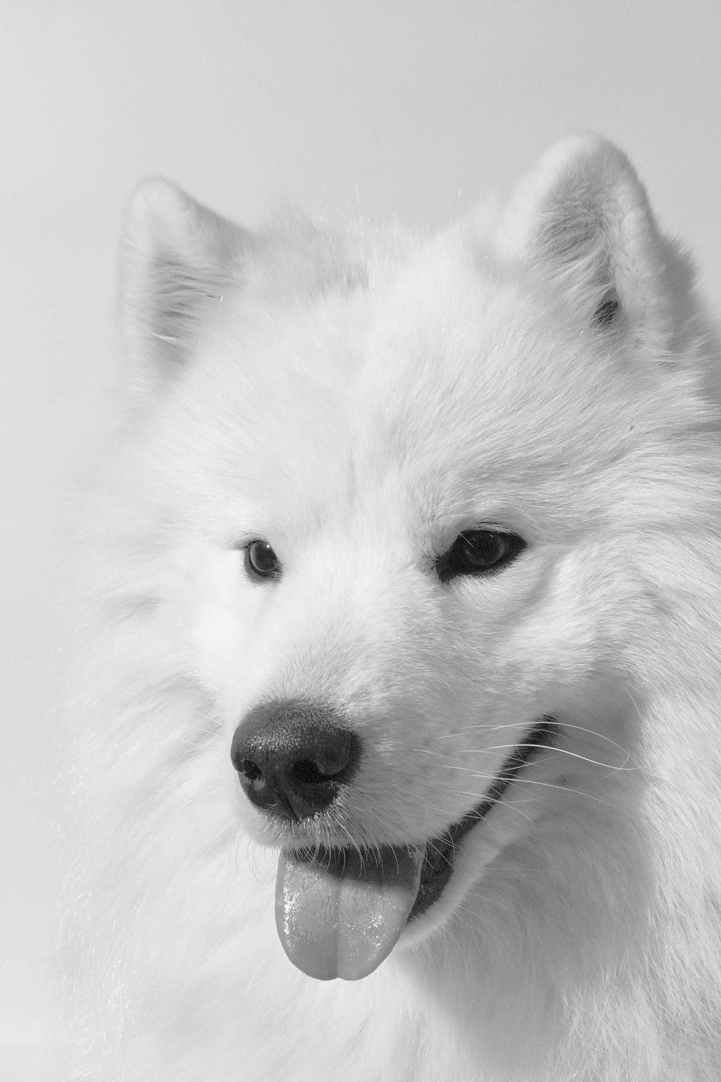 Собака породы самоед. Портрет на белом фоне