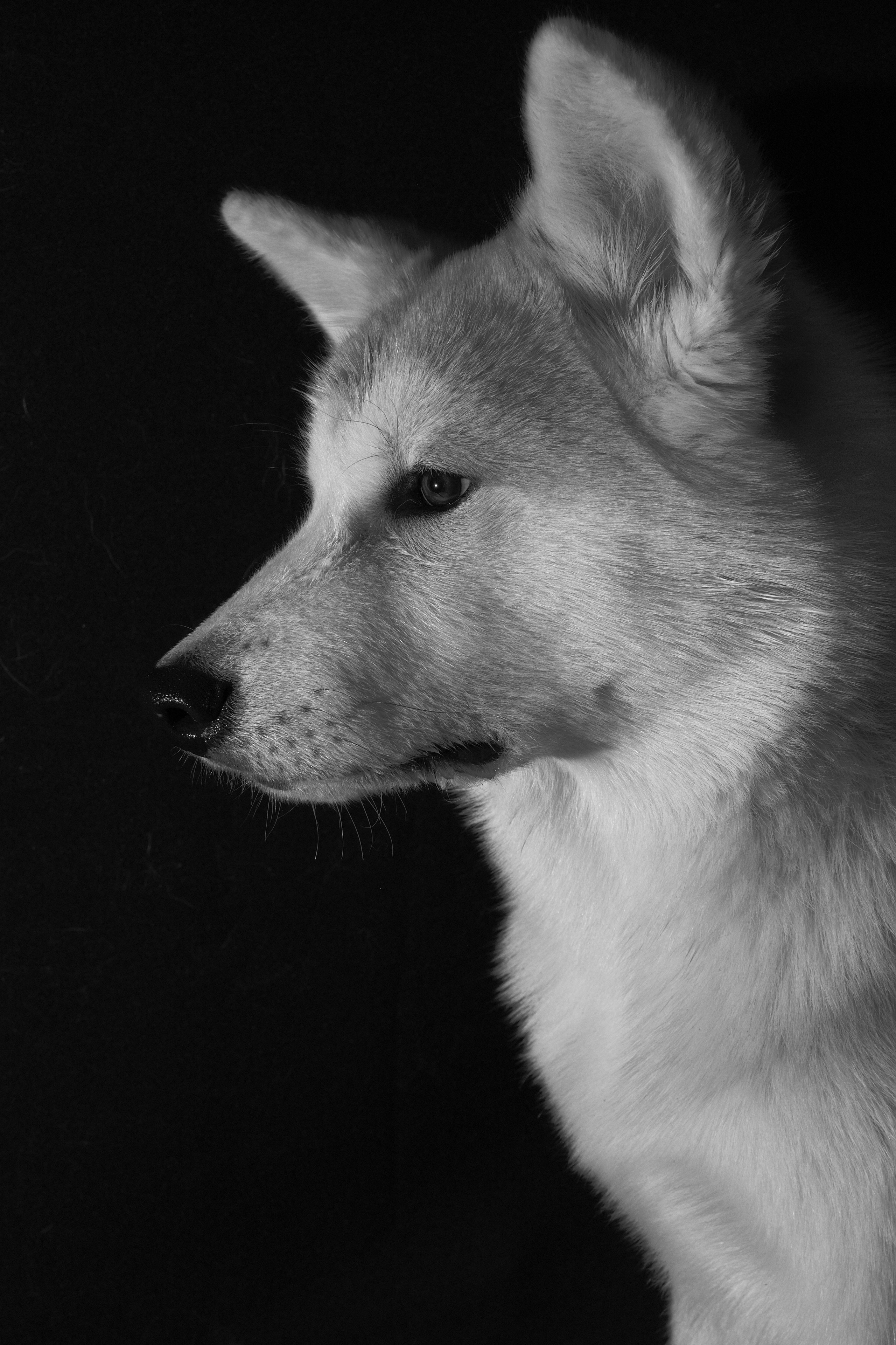 Собака породы Акита-Ину. Портрет на черном фоне Фото собаки