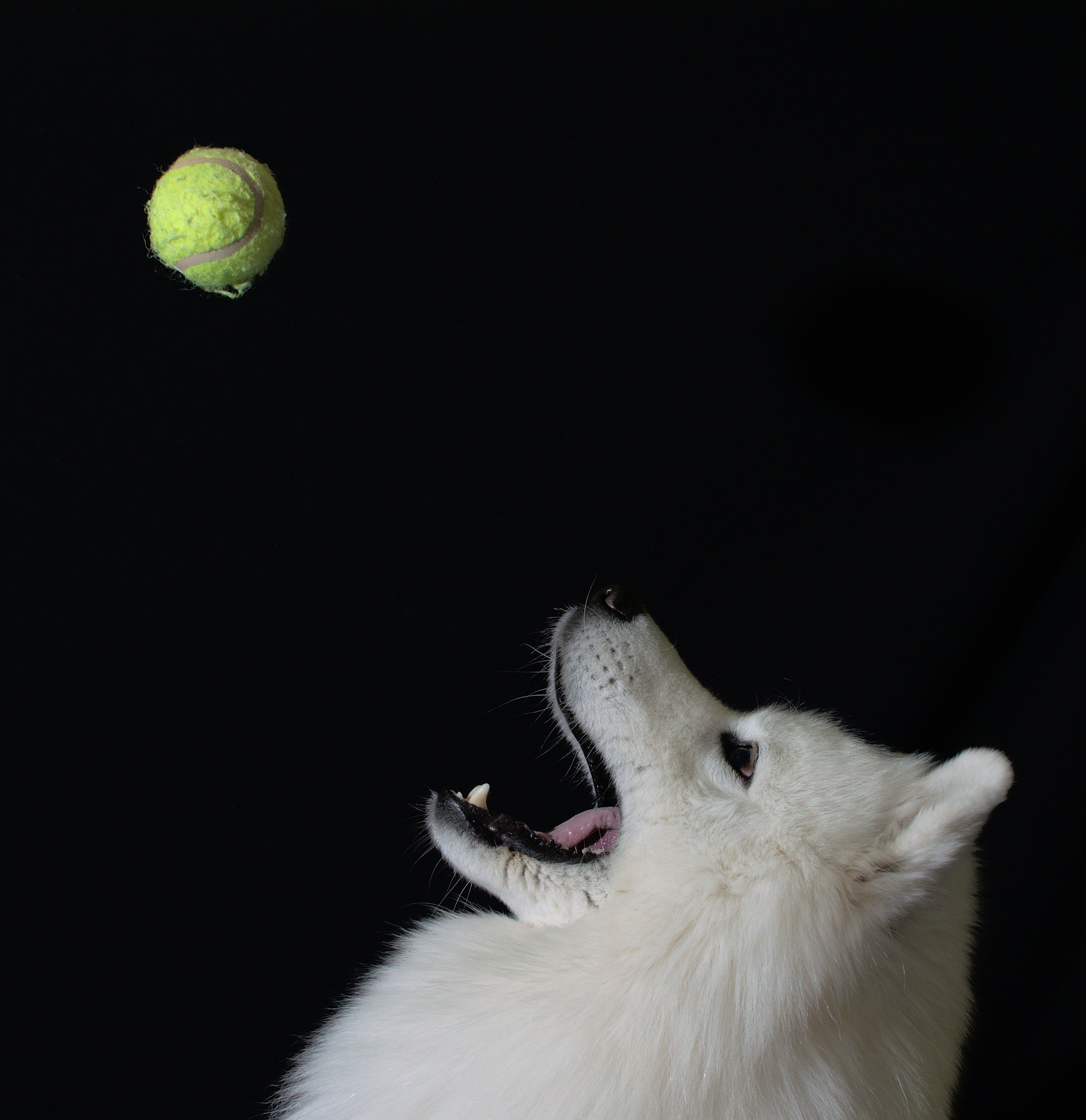 Собака породы самоед. Портрет на черном фоне Фото собаки
