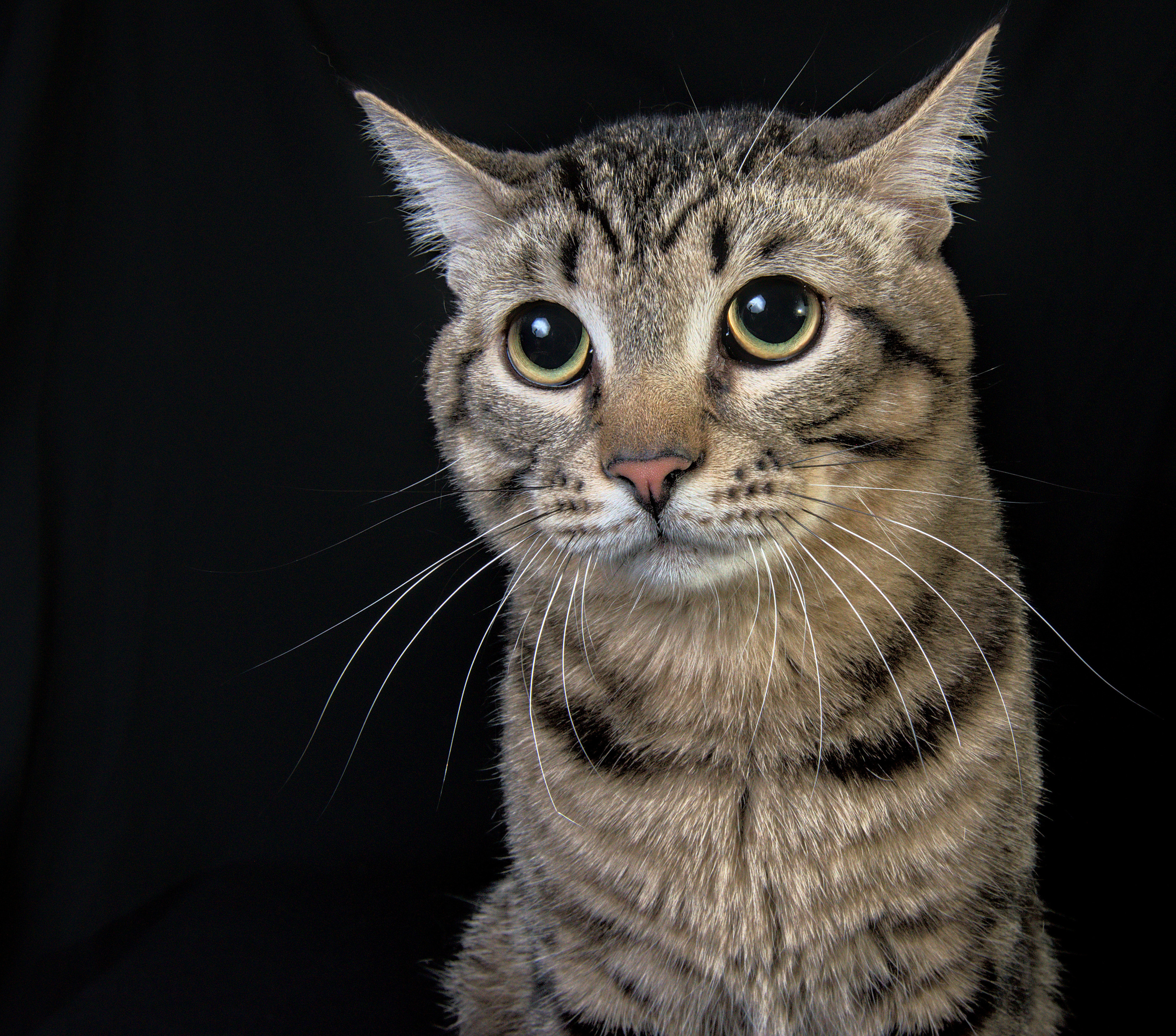 Домашний полосвтый  кот   Портрет на черном фоне