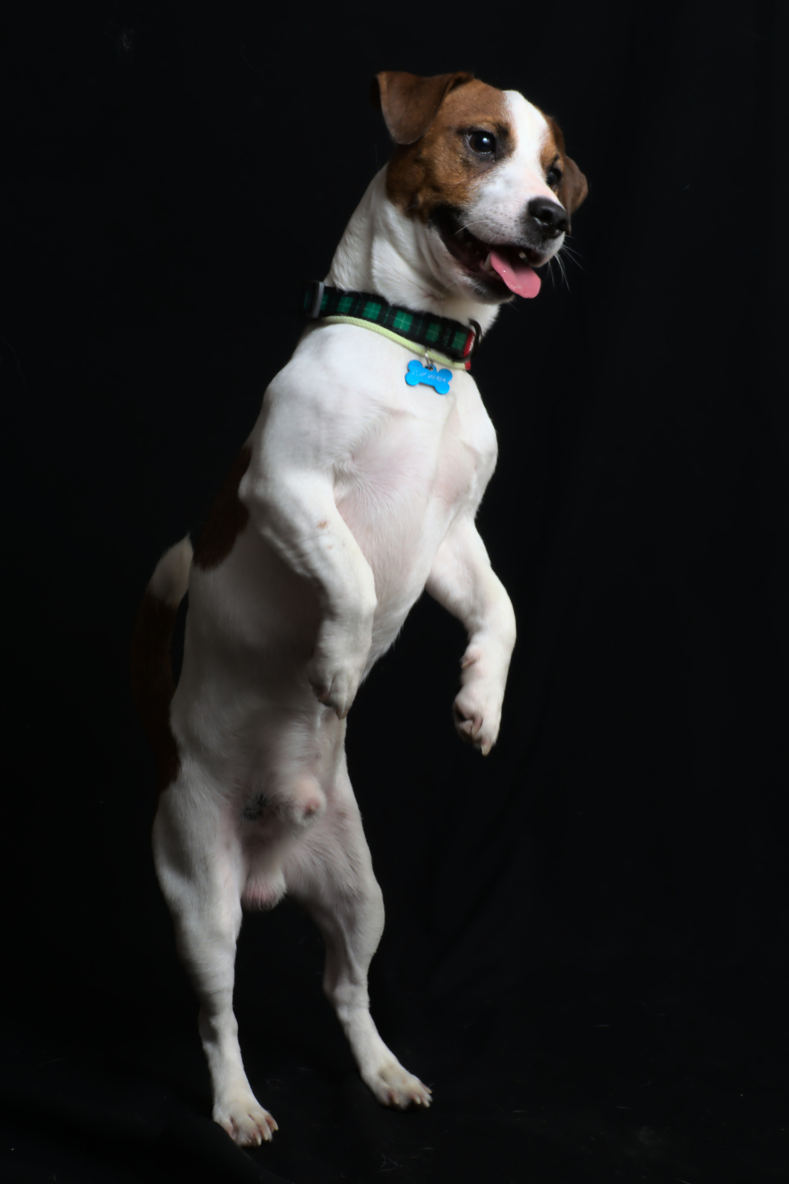 Порода Джек рассел портрет на черном фоне в полный рост в прыжке фото собаки