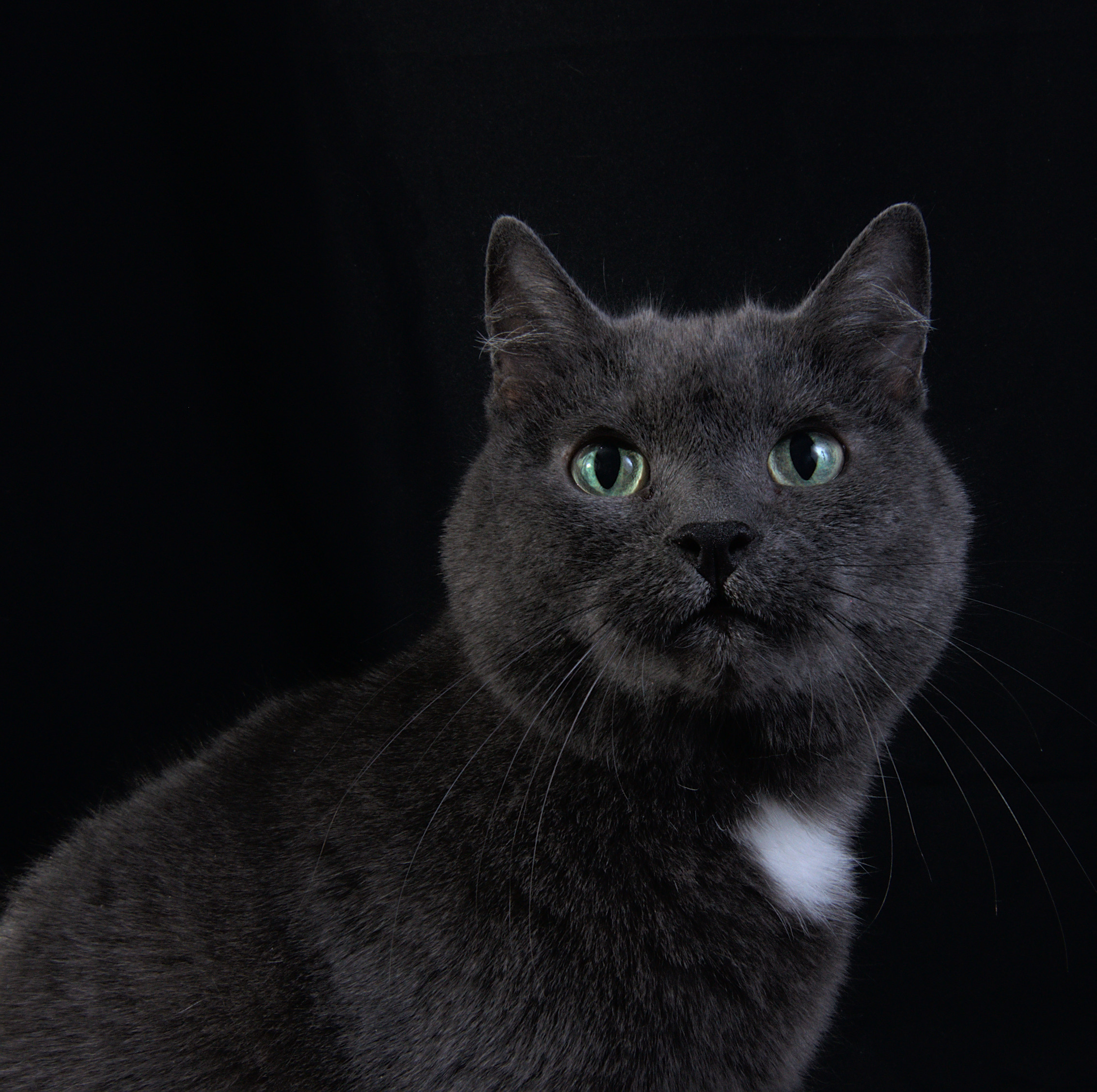 Фото Домашний чернобелый кот   Портрет на черном фоне