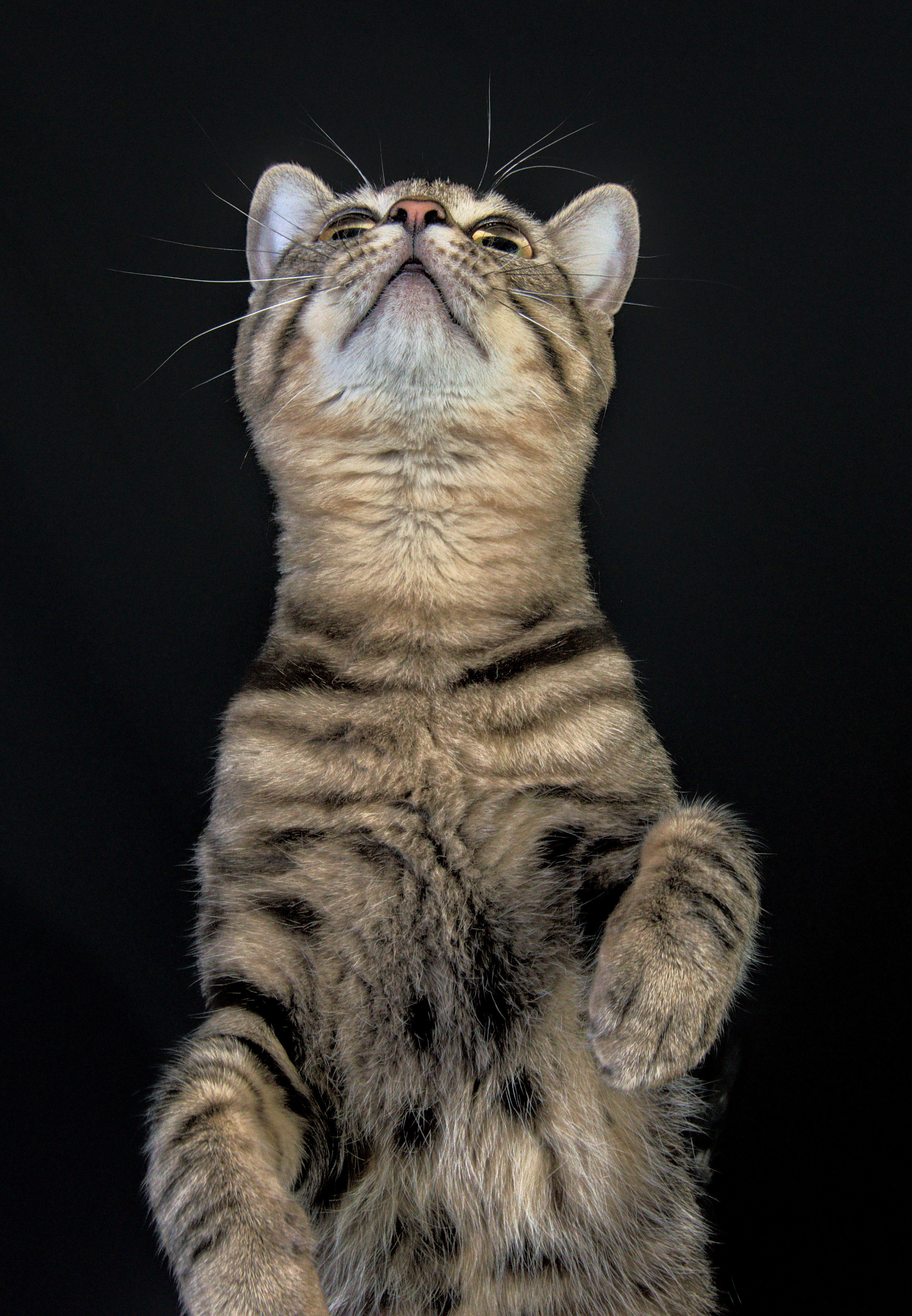 Домашний полосвтый  кот   Портрет на черном фоне