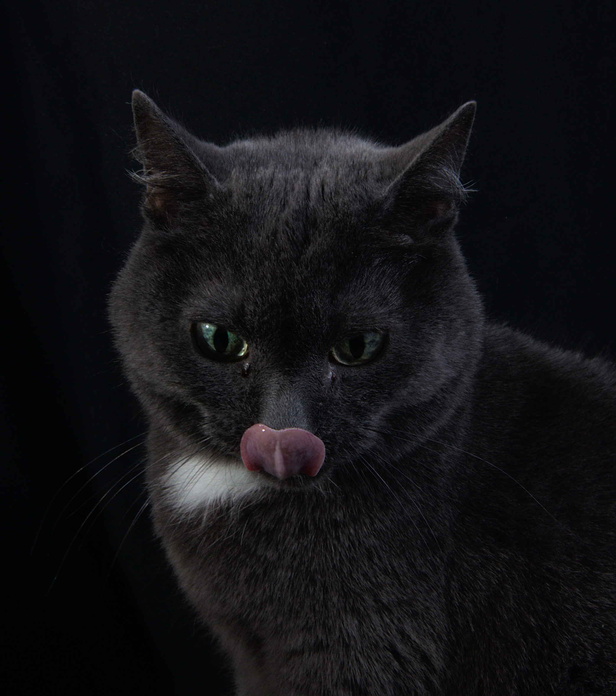 Фото Домашний чернобелый кот   Портрет на черном фоне