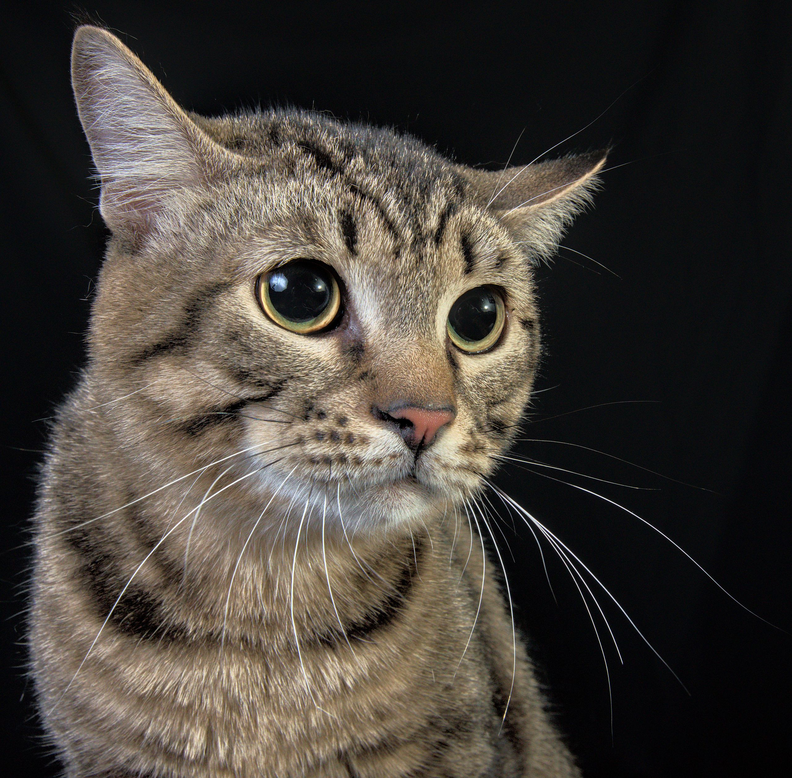 Домашний полосвтый  кот   Портрет на черном фоне