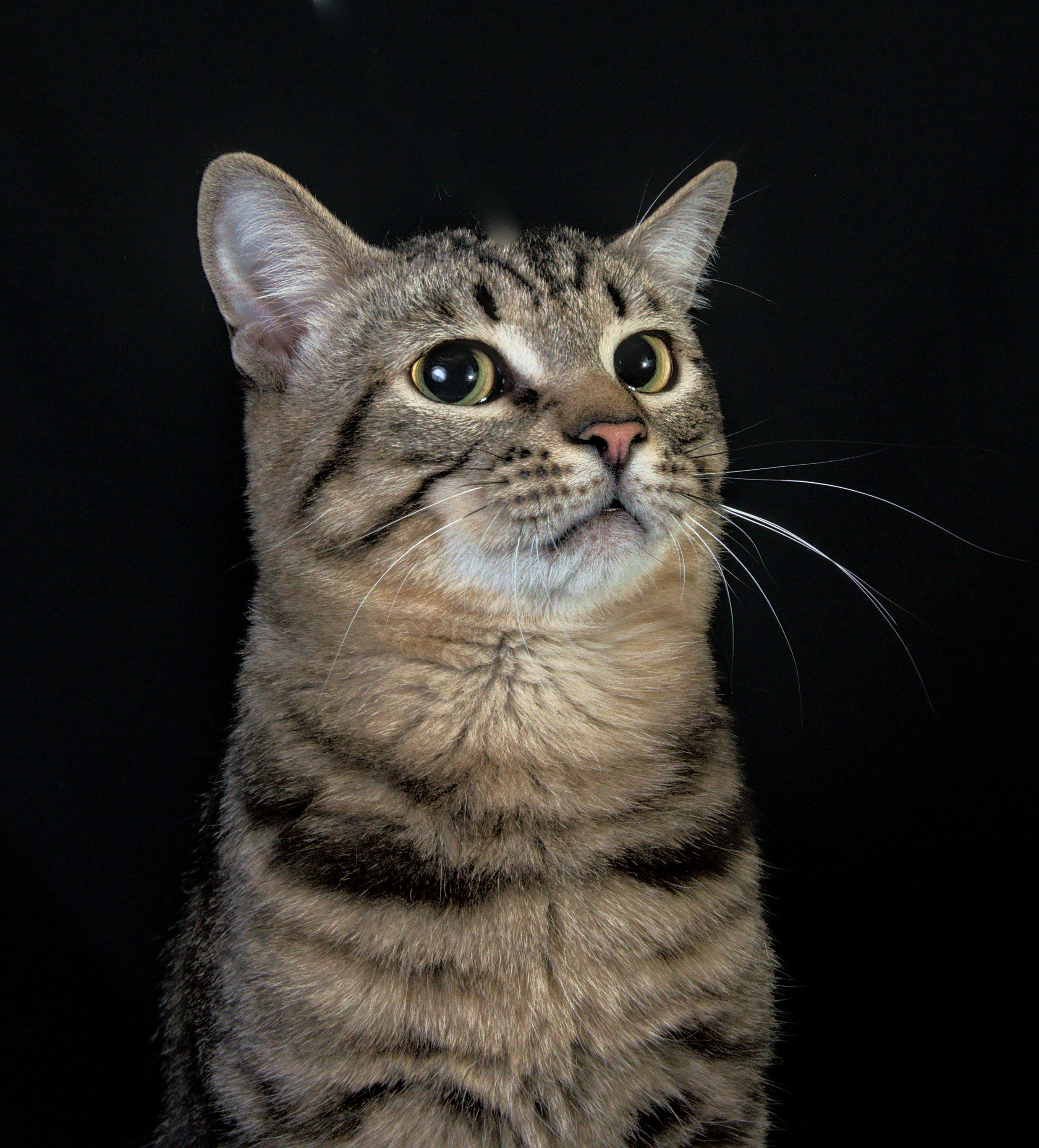 Домашний полосвтый  кот   Портрет на черном фоне