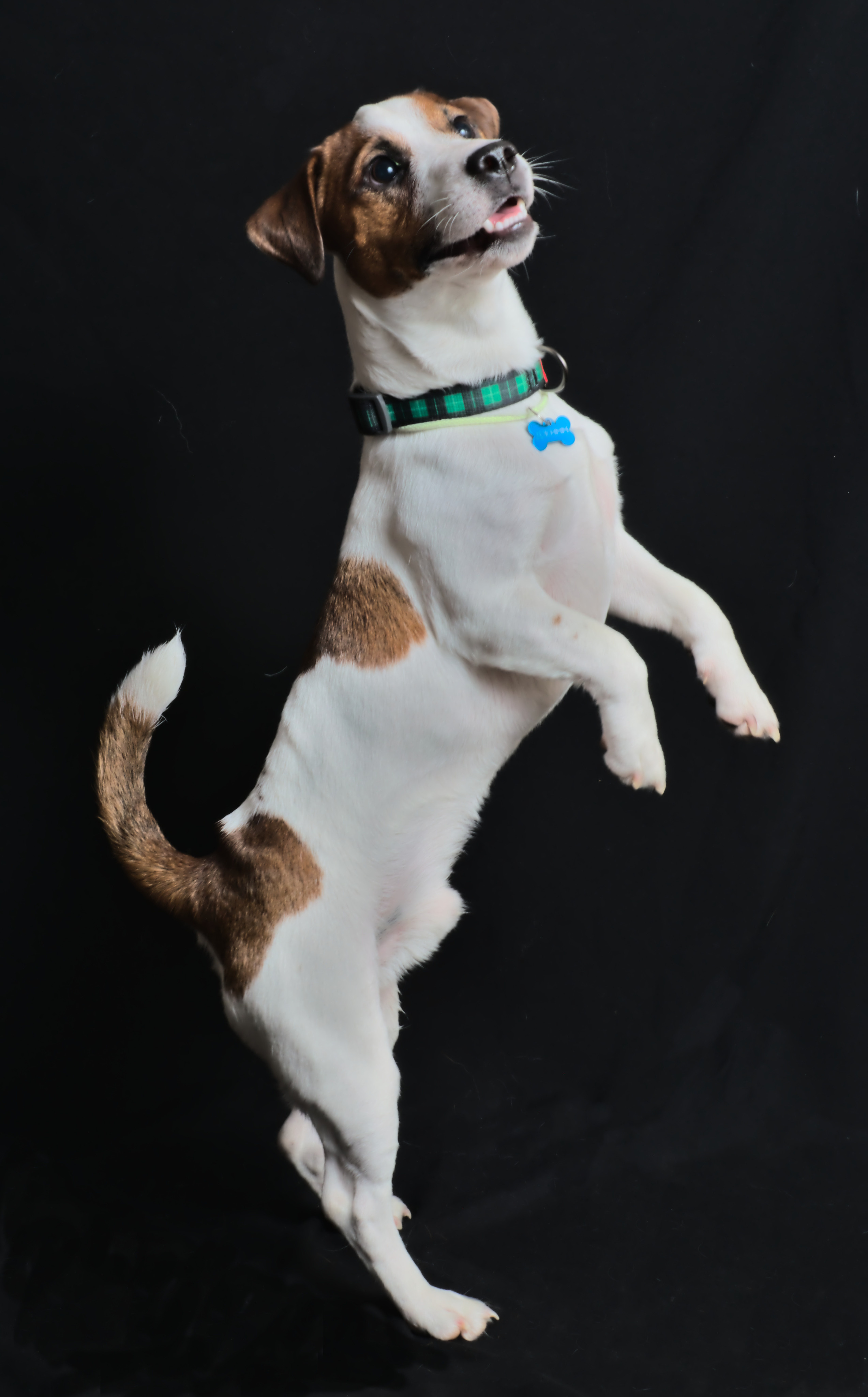 Порода Джек рассел портрет на черном фоне в полный рост в прыжке фото собаки