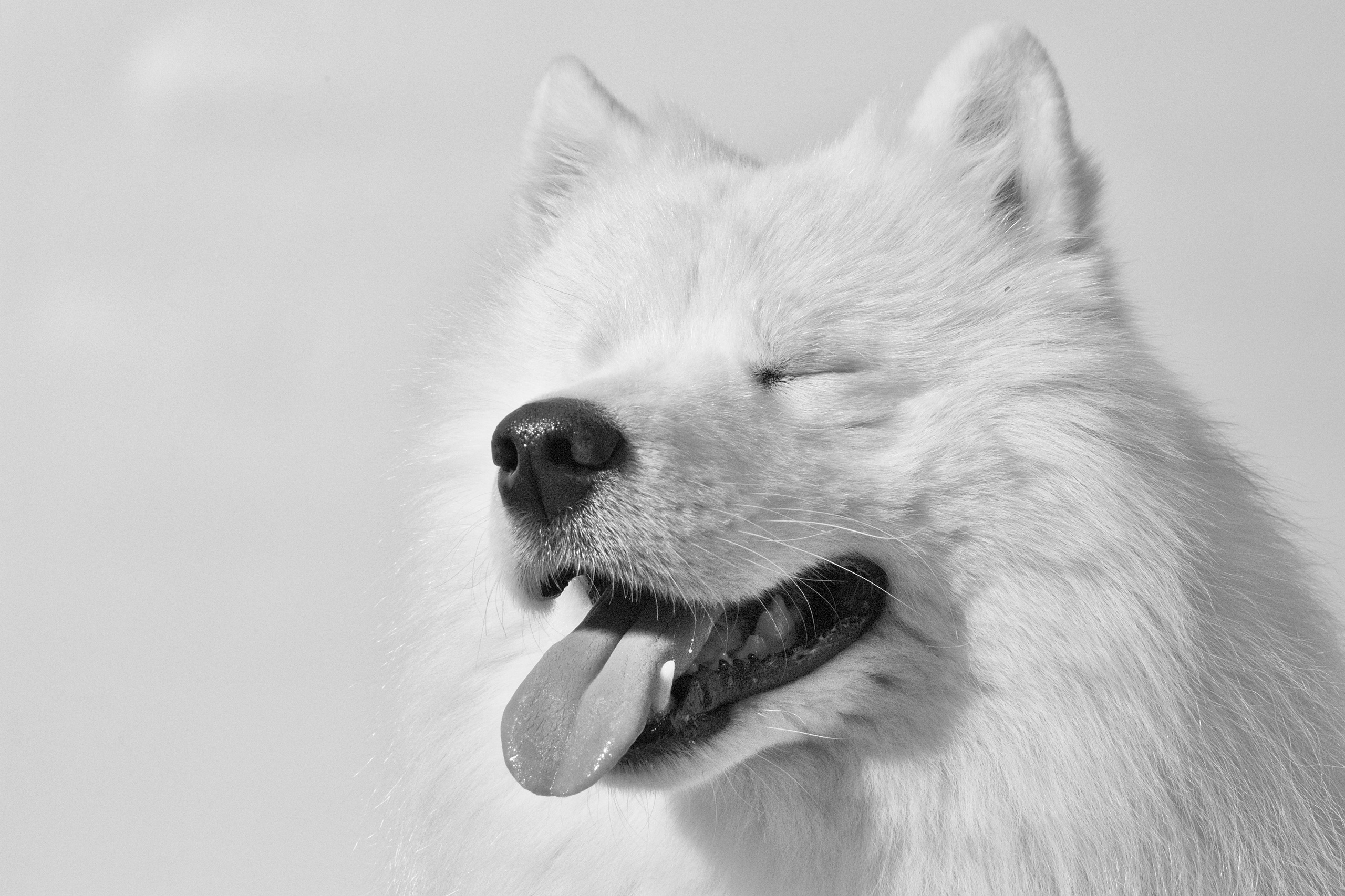 Собака породы самоед. Портрет на белом фоне Фото собаки