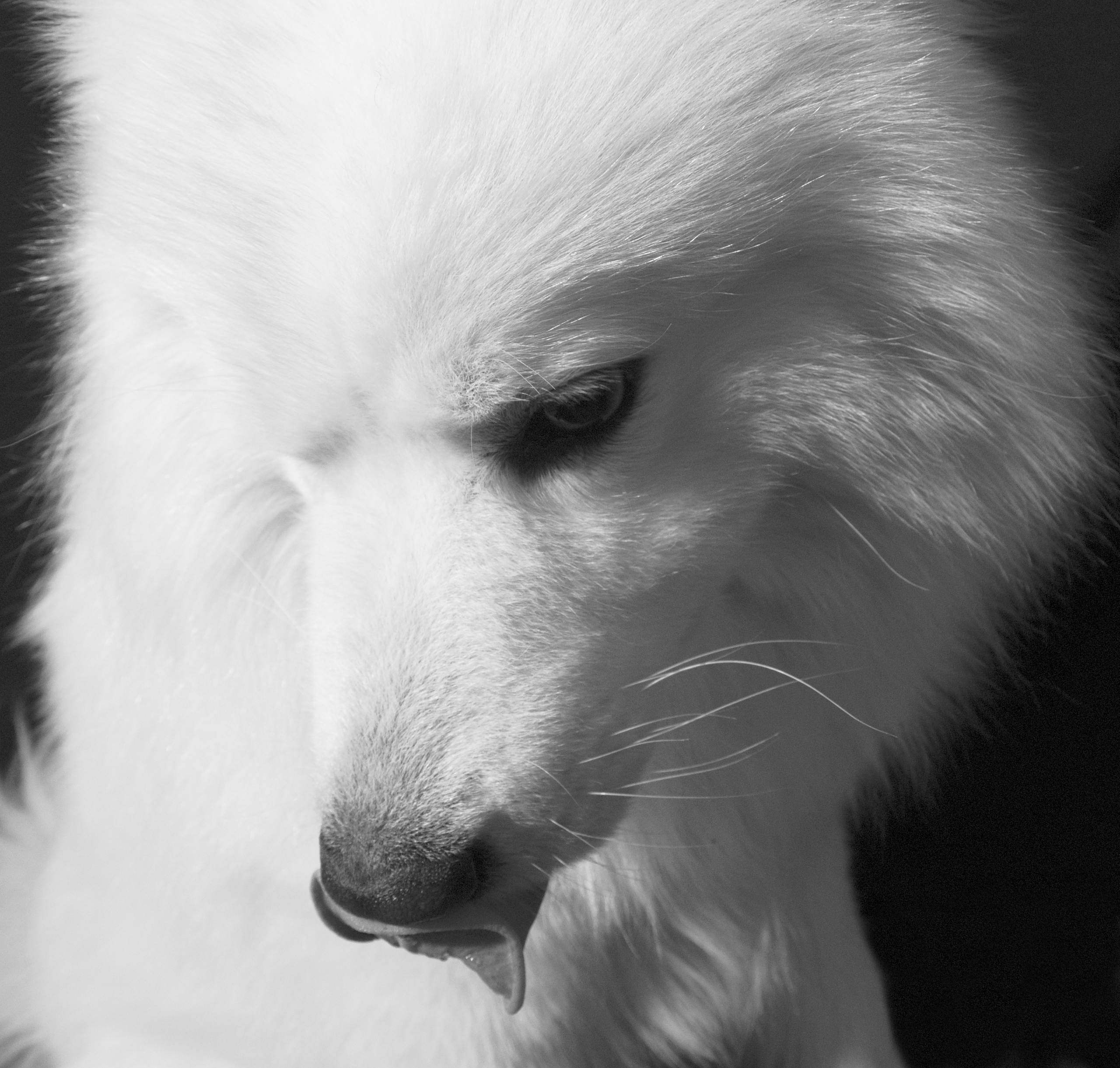 Собака породы самоед. Портрет на черном фоне Фото собаки