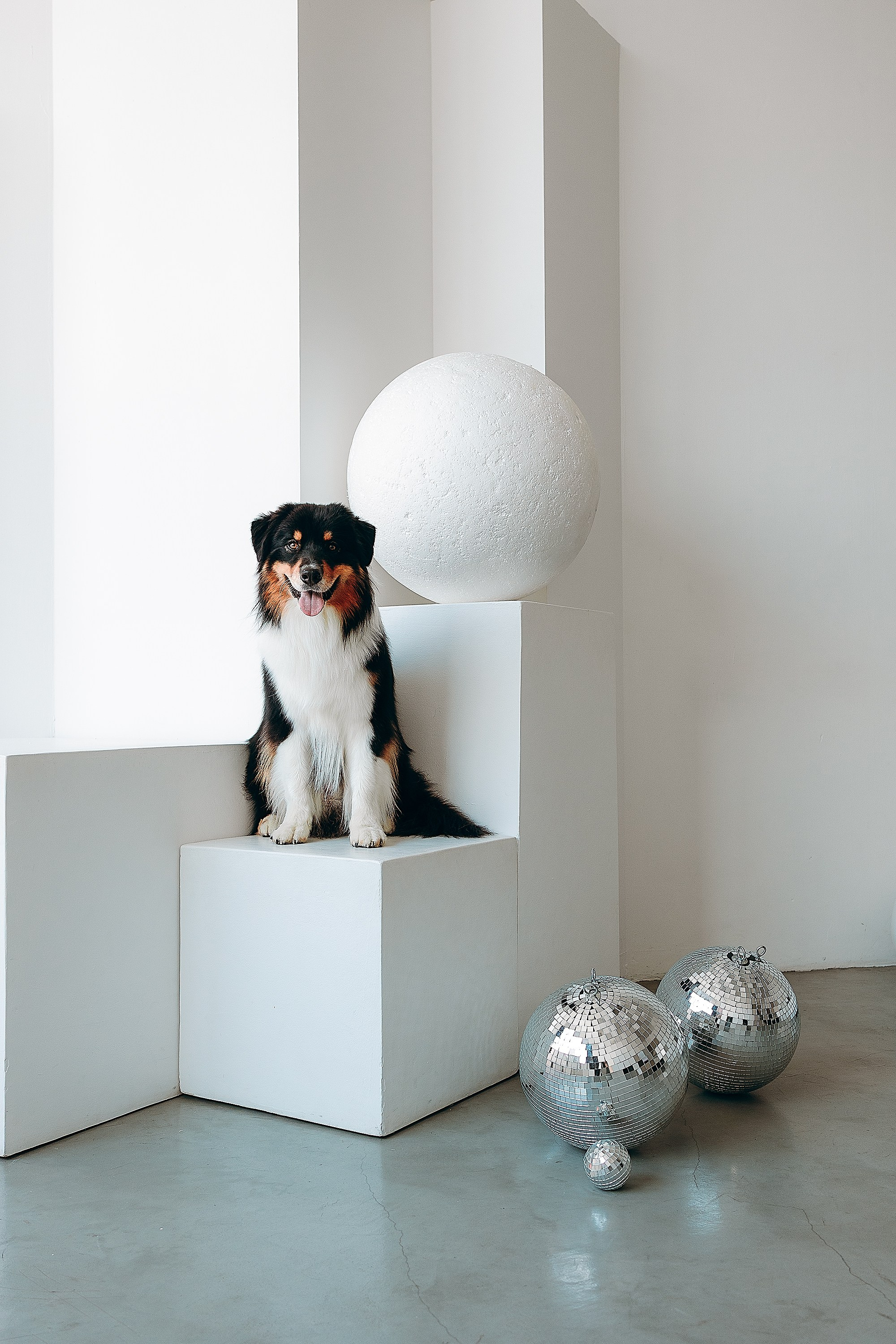 День рождения Рея. Фотограф. Фотограф-анималист. Москва