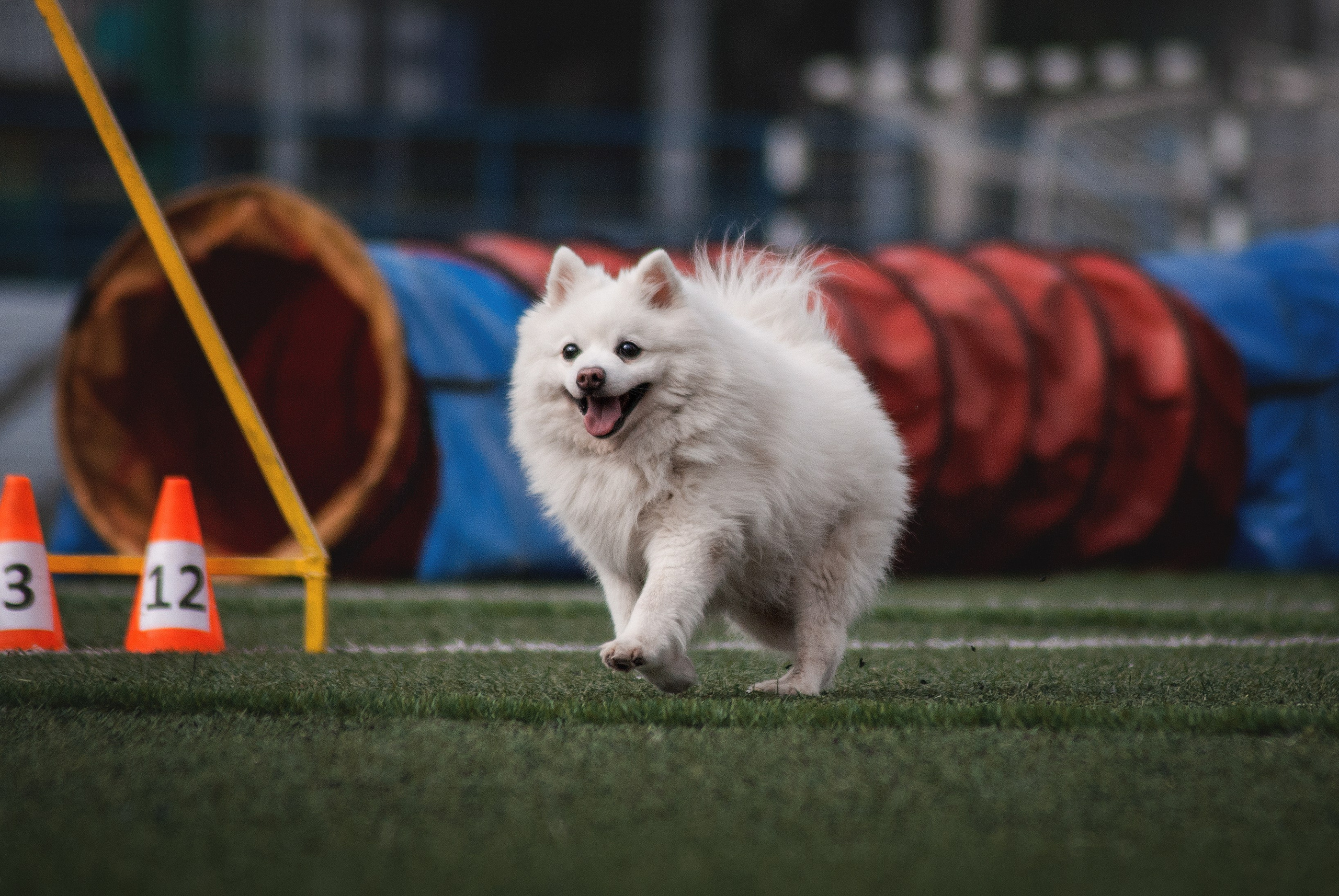 Аджилити. Фотограф в Тюмени Лизавета Сапицкая