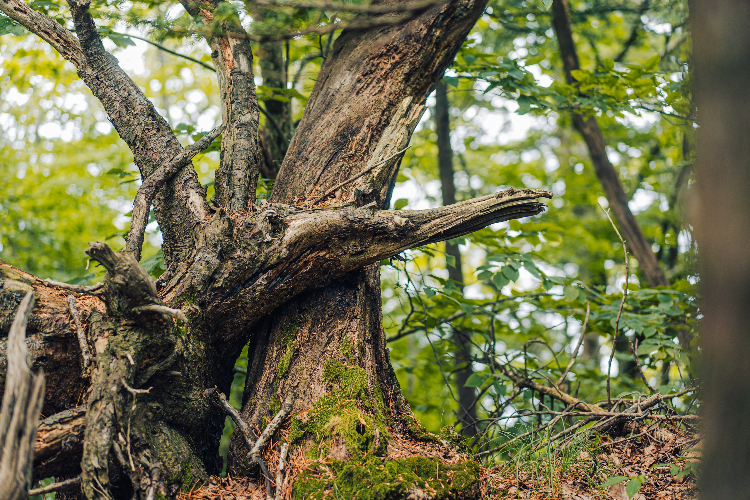 Тисовая роща | Остров Петрова. Иван Зайцев (IZIART) — создание культурного кода через фото и видео