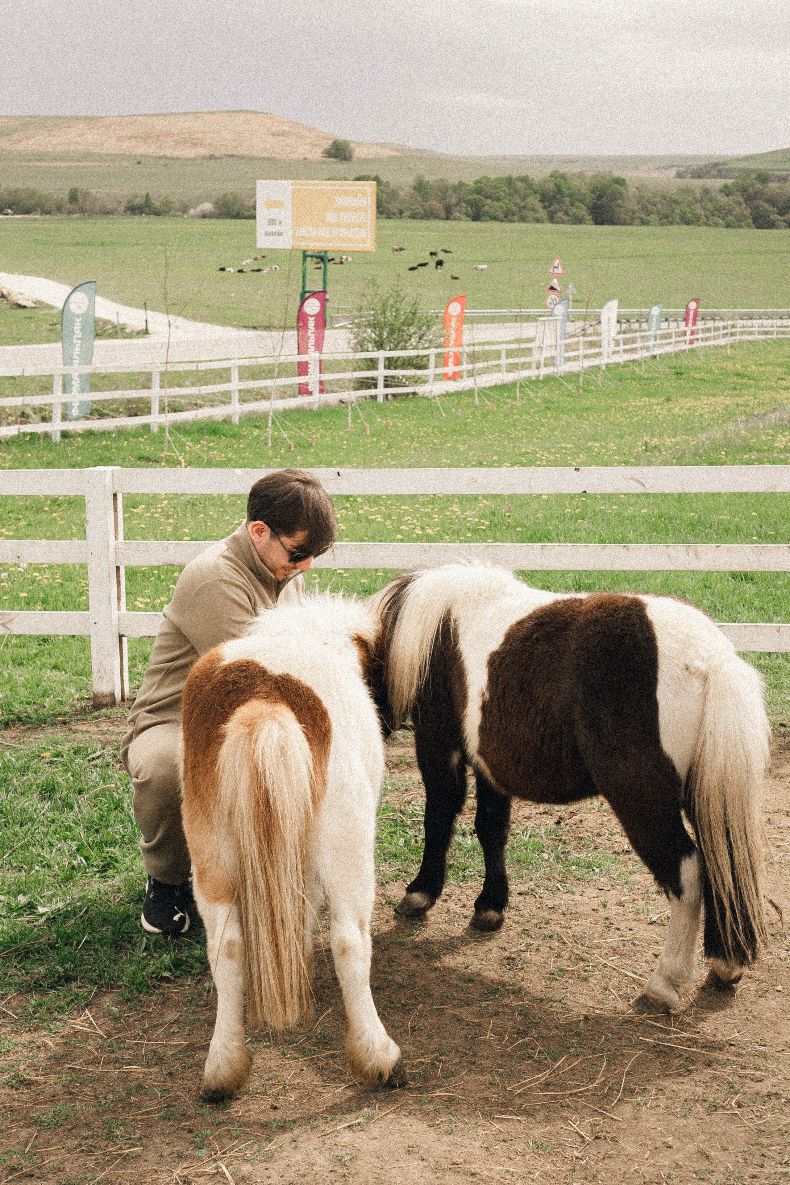 Ферма Альпак. Профессиональный фотограф, Санкт-Петербург — Виктория Богомолова