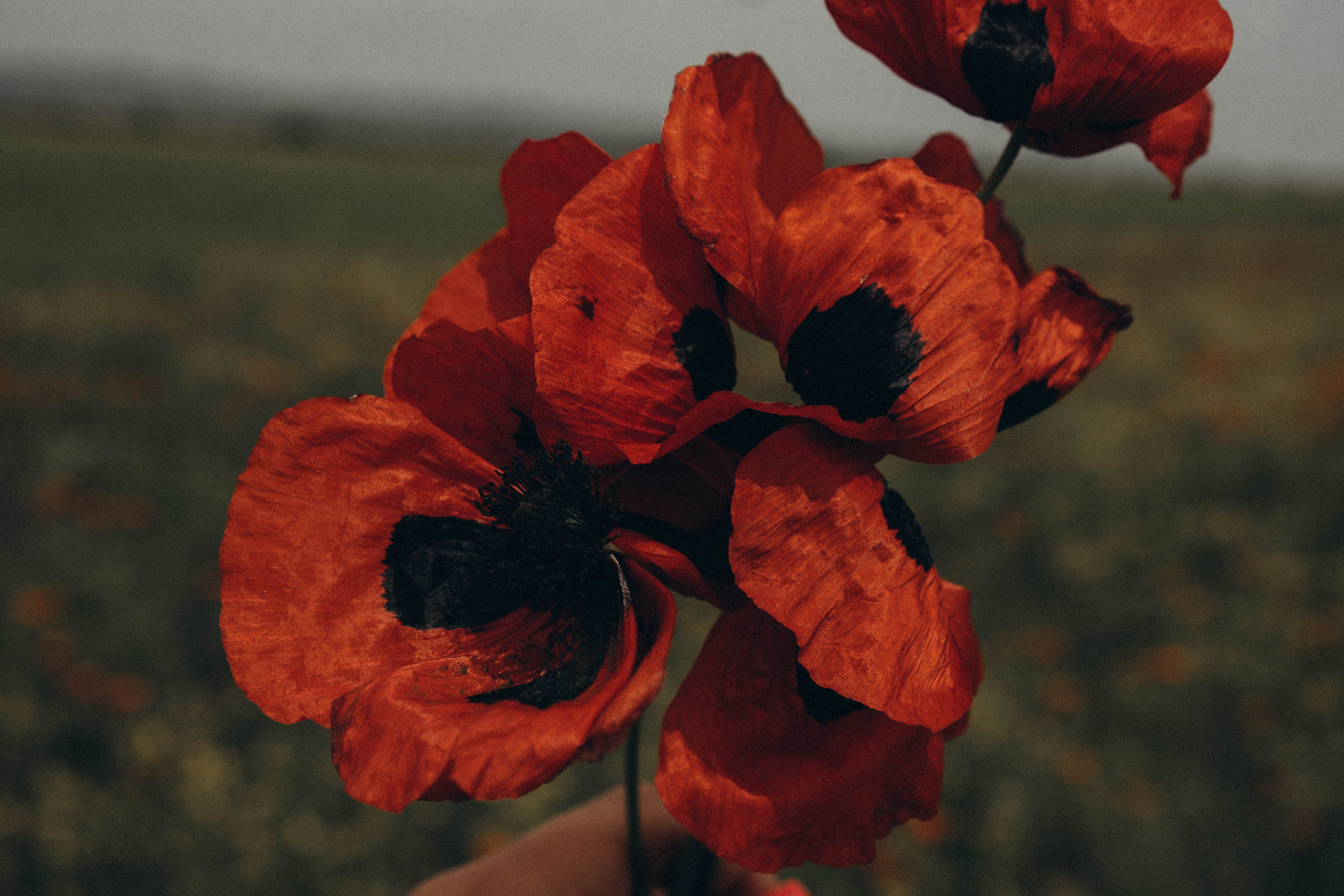 Кавказ. Профессиональный фотограф, Санкт-Петербург — Виктория Богомолова