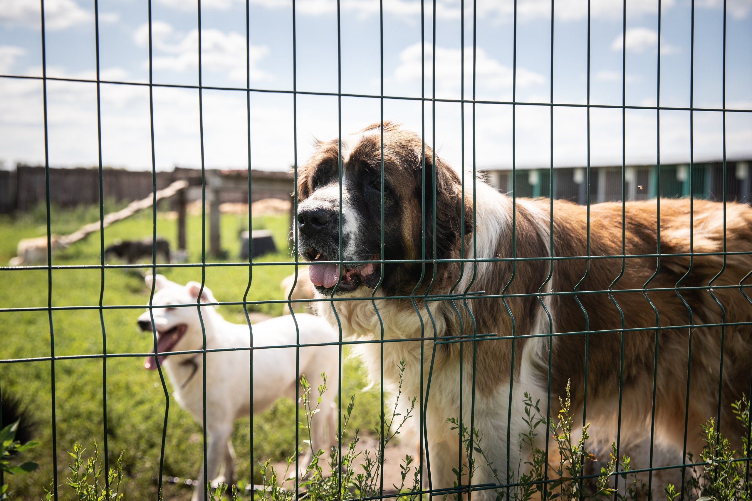 Приют — Наш дом. Репортажный и свадебный фотограф в Челябинске Елисеев Павел